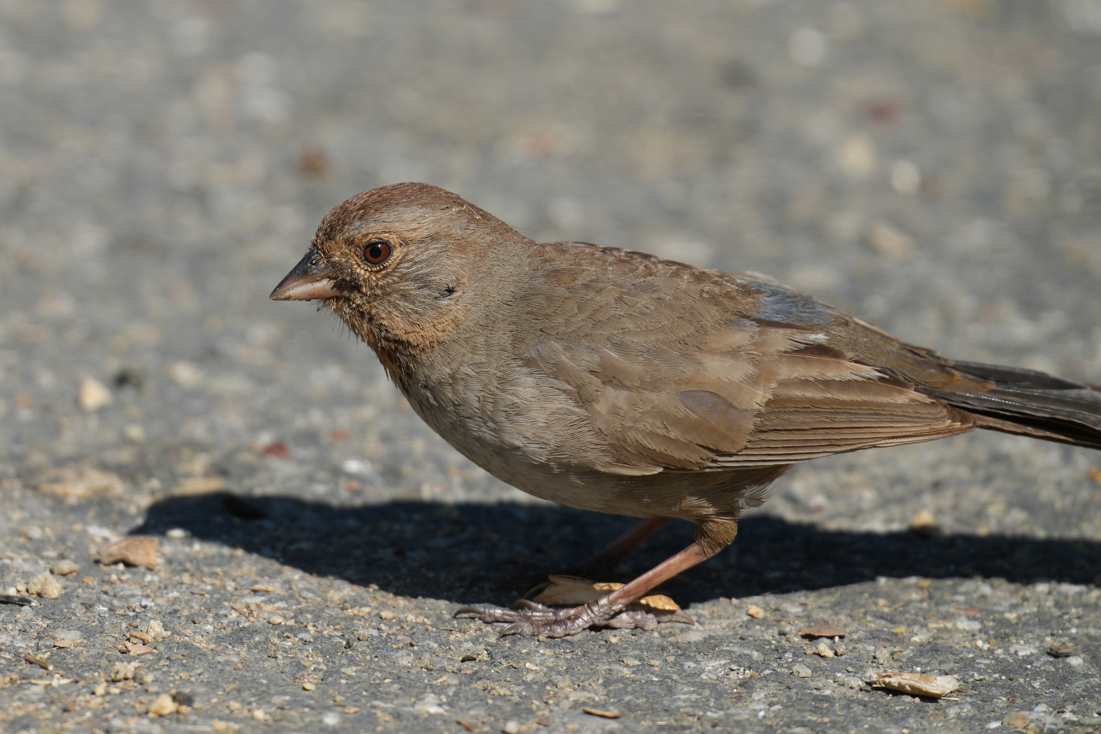 California Towhee