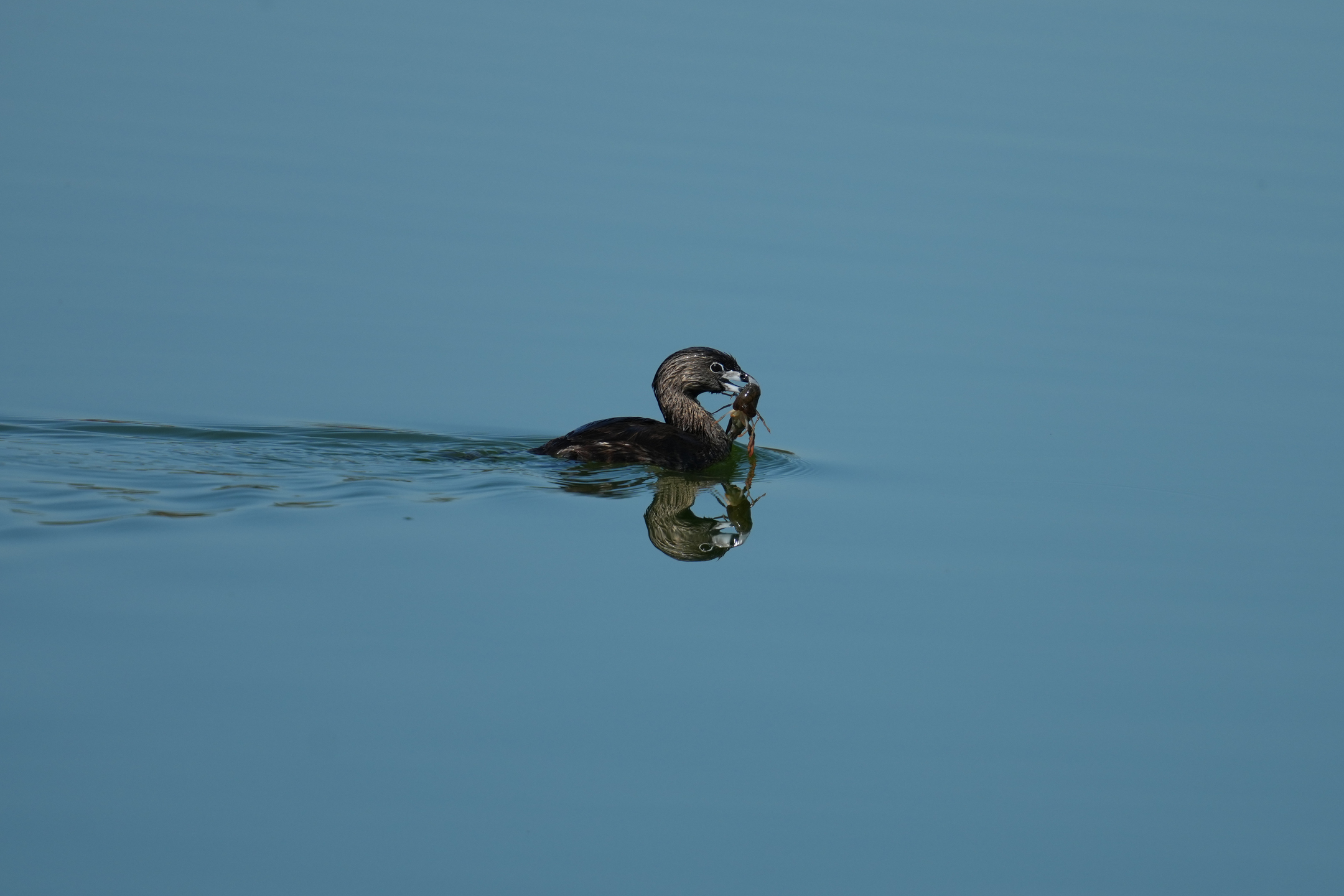 Pied-Billed Grebe Captured a Crayfish