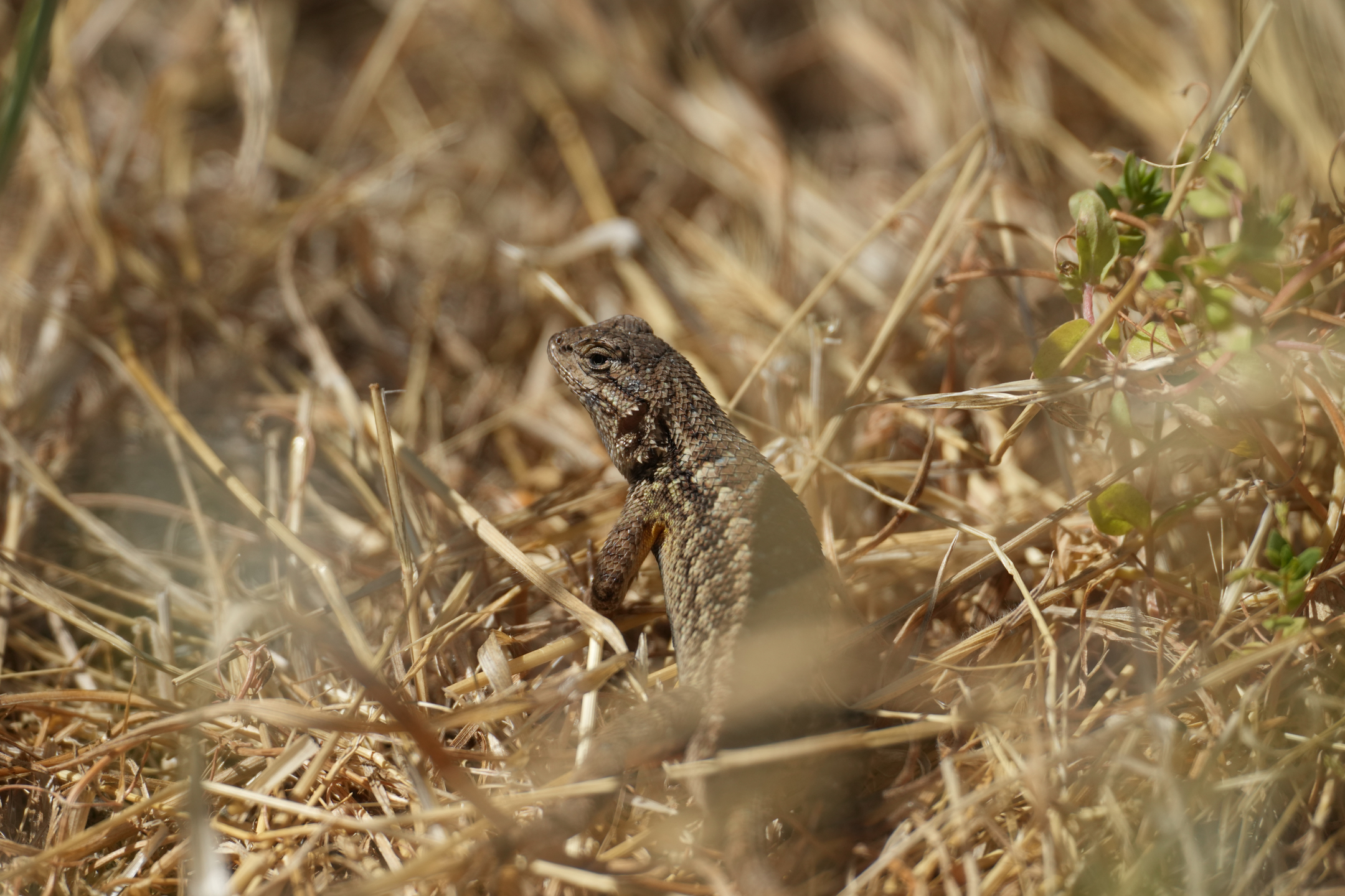 Coast Range Fence Lizard