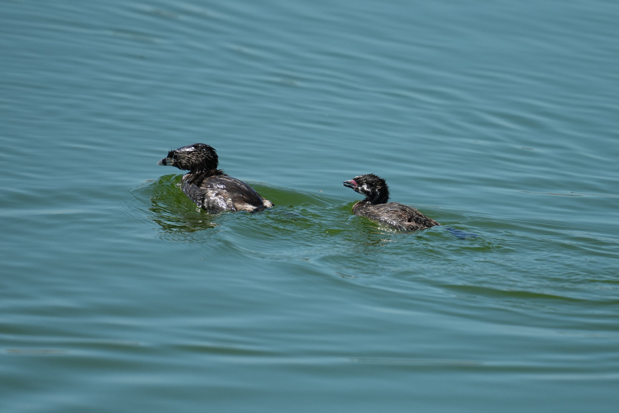 Pied-Billed Grebe