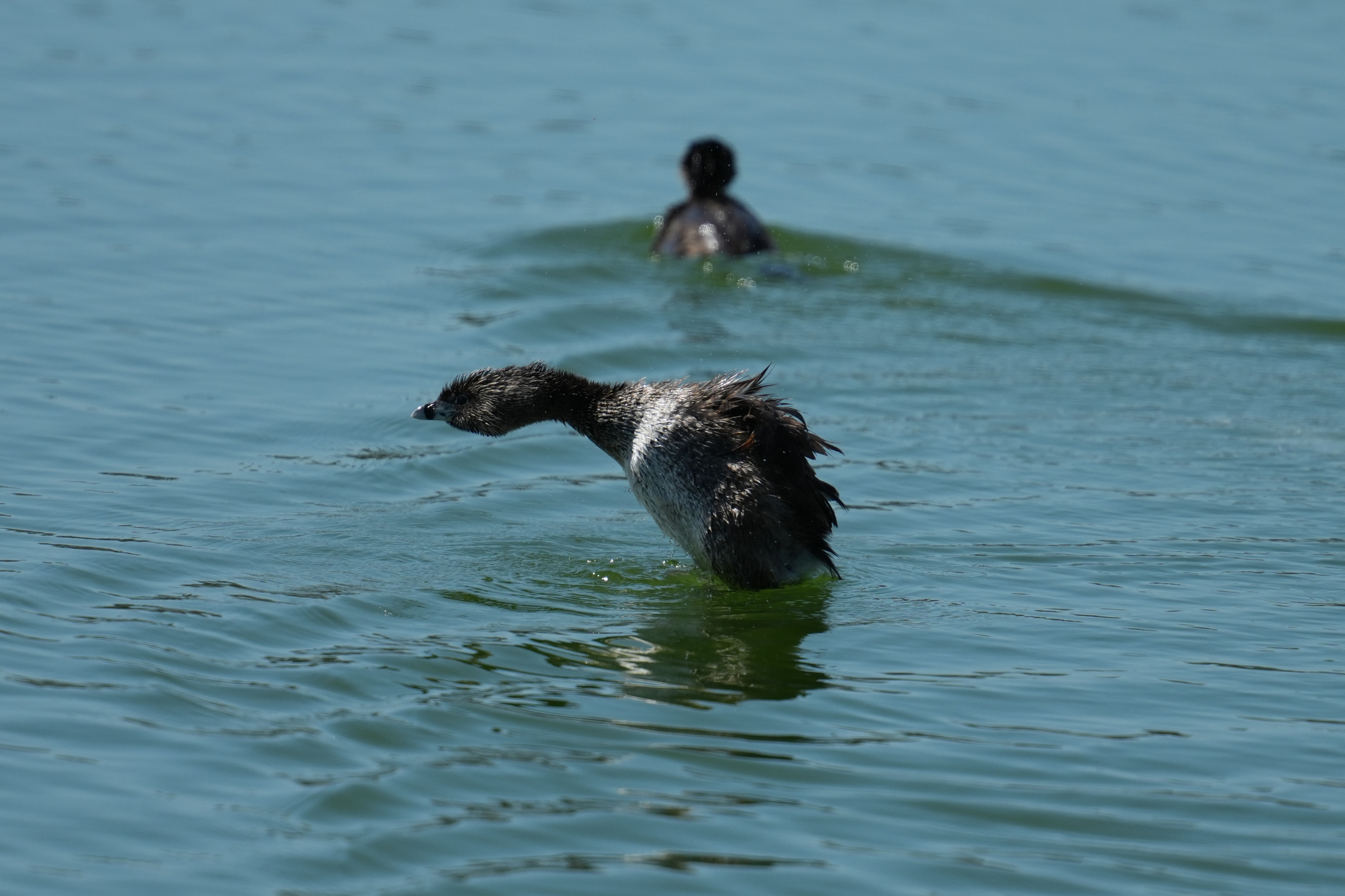 Pied-Billed Grebe