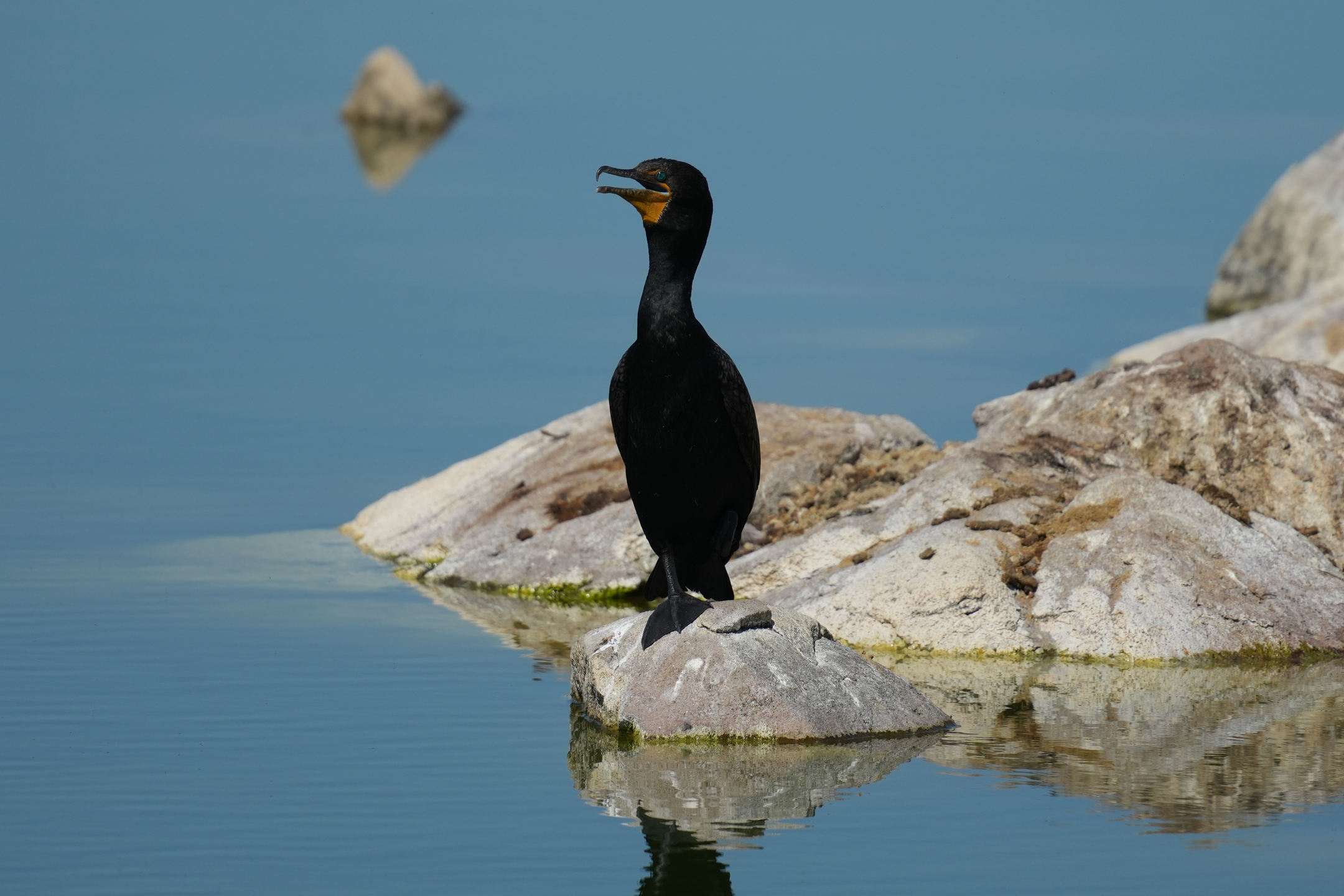 Double-Crested Cormorant