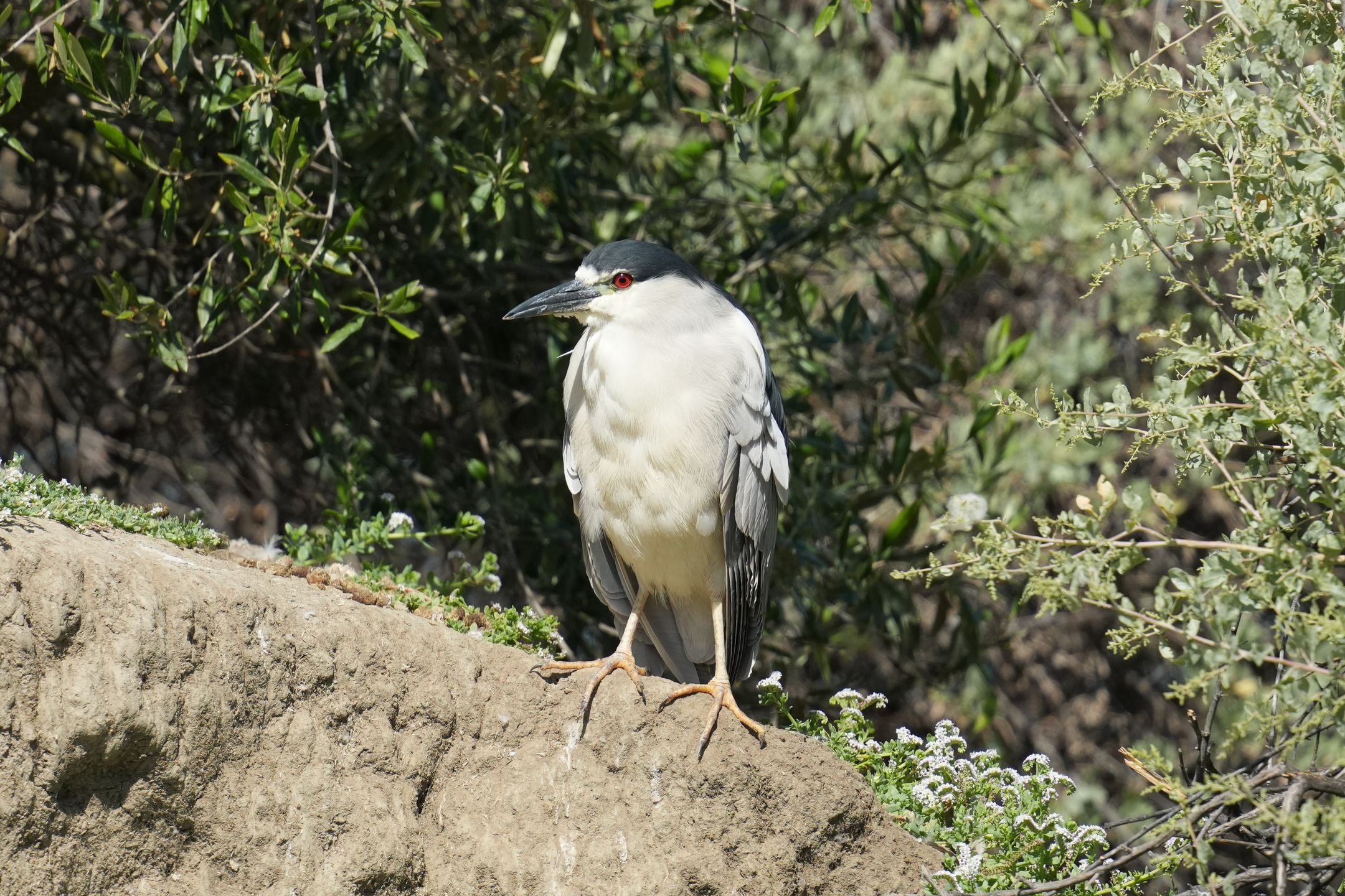 Night Heron