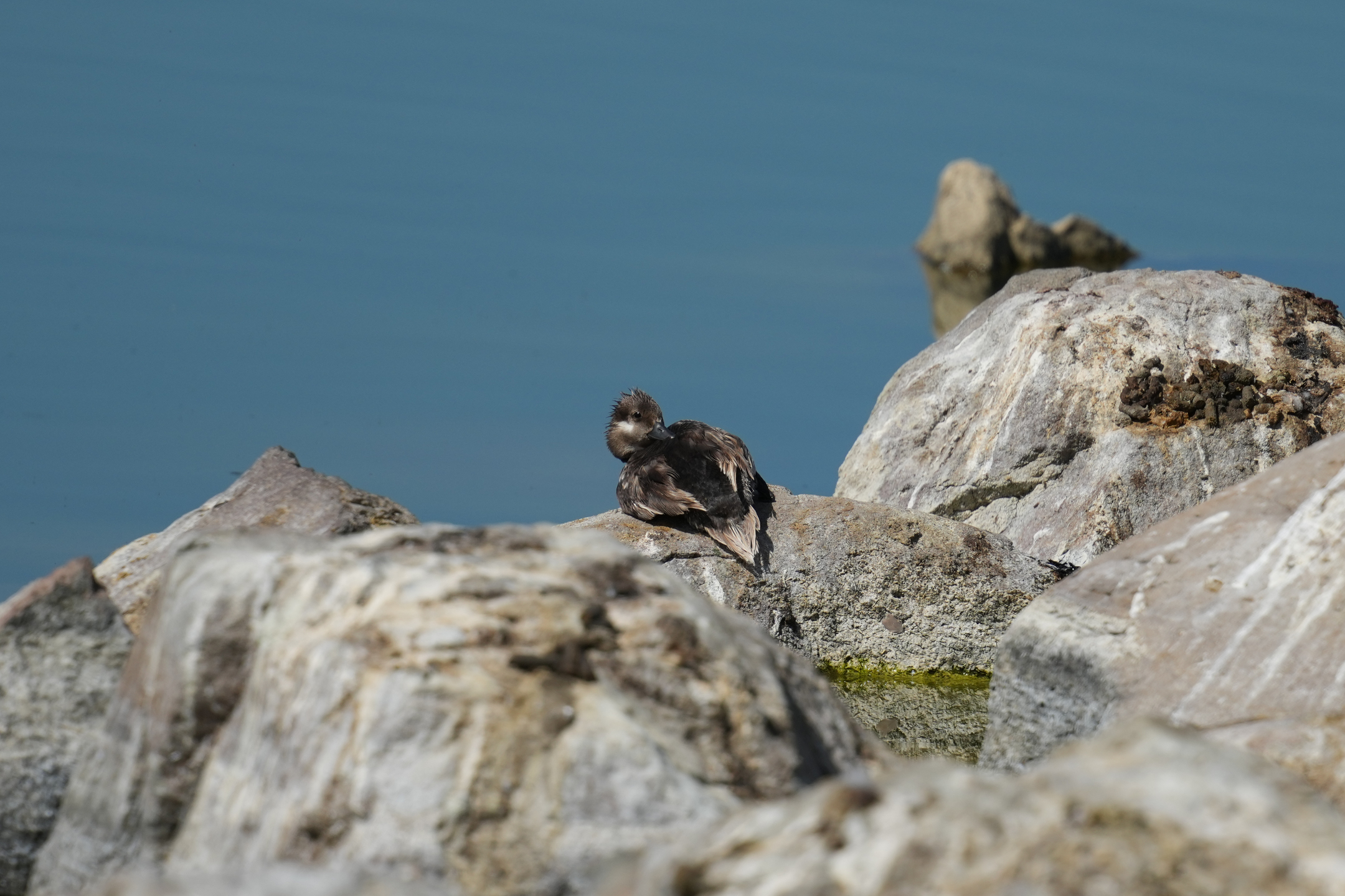 Long-Tailed Duck Chick