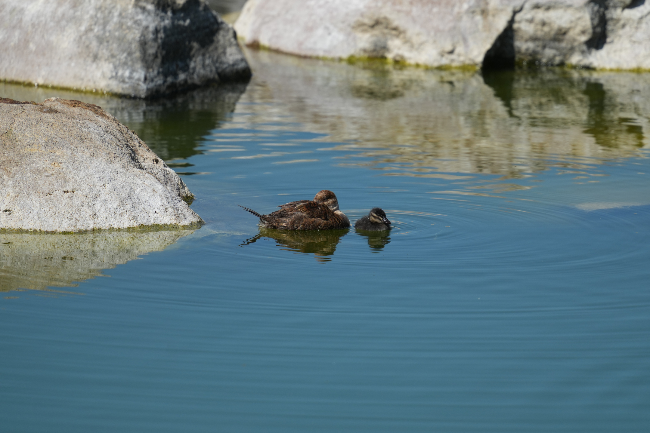 Ruddy Duck and Chick