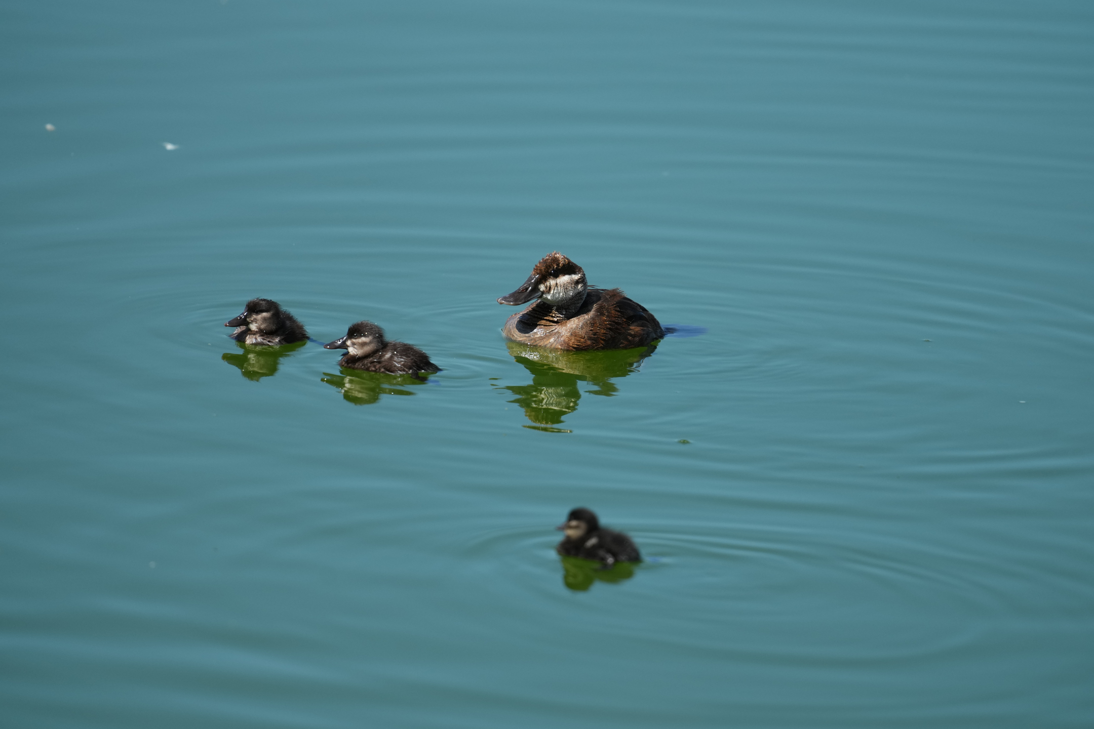 Ruddy Duck and Chicks