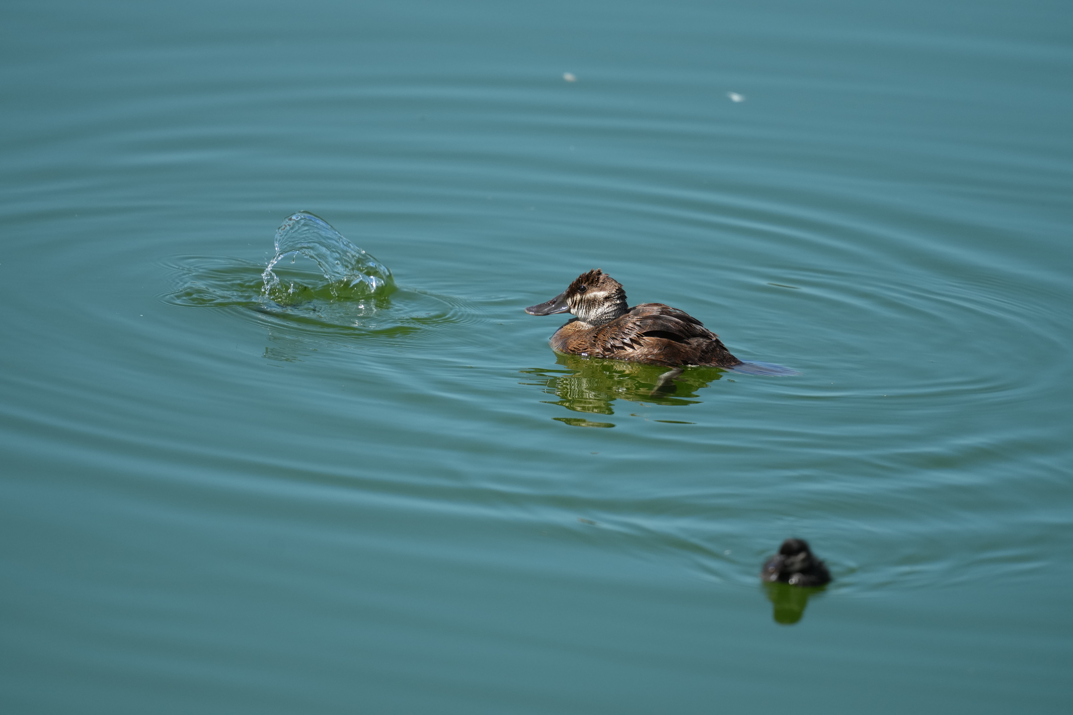 Ruddy Duck and Chicks