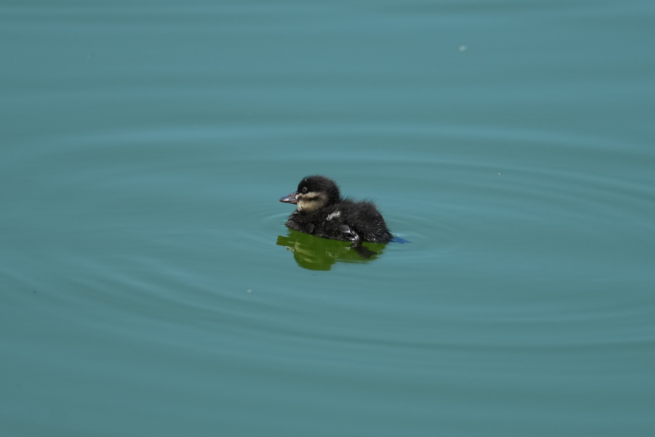 Ruddy Duck Chick