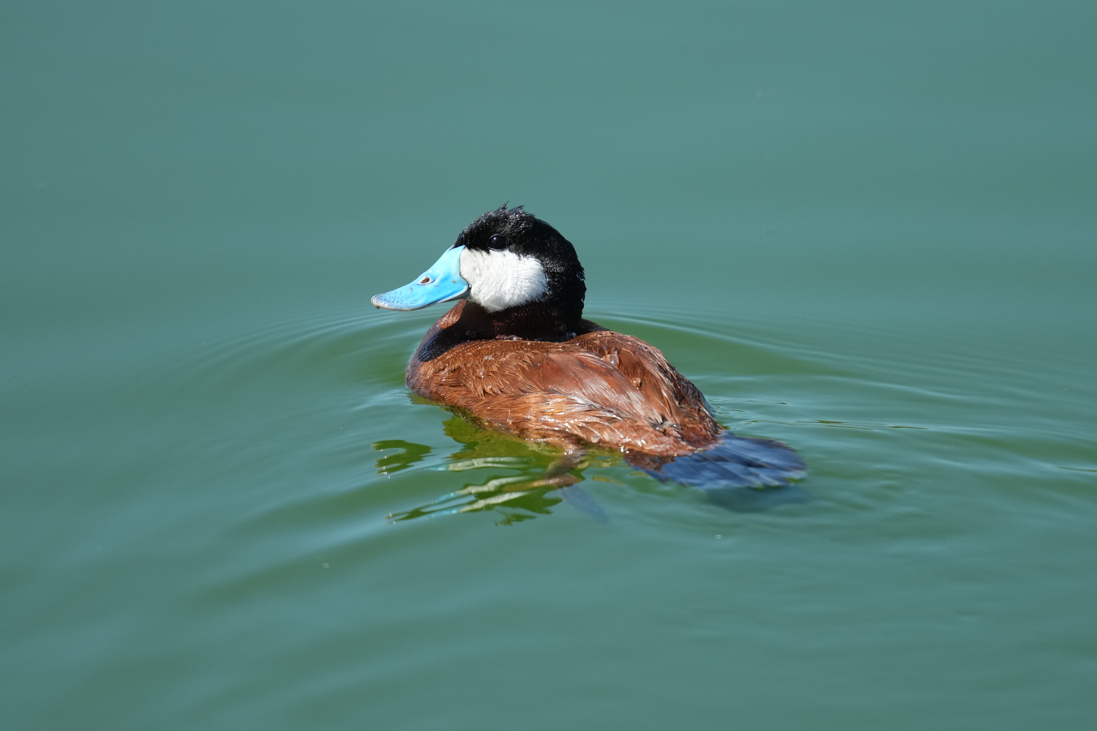 Ruddy Duck