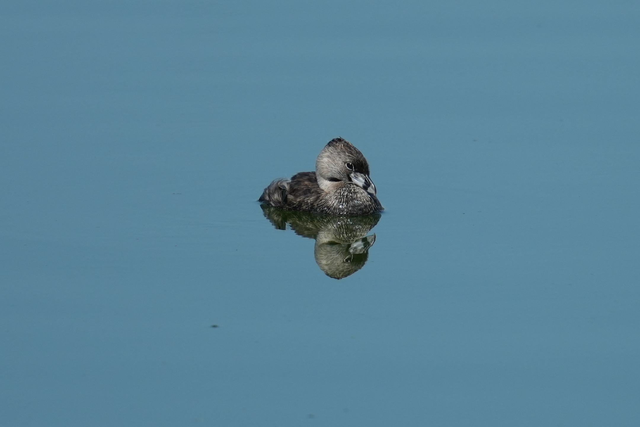 Pied-Billed Grebe