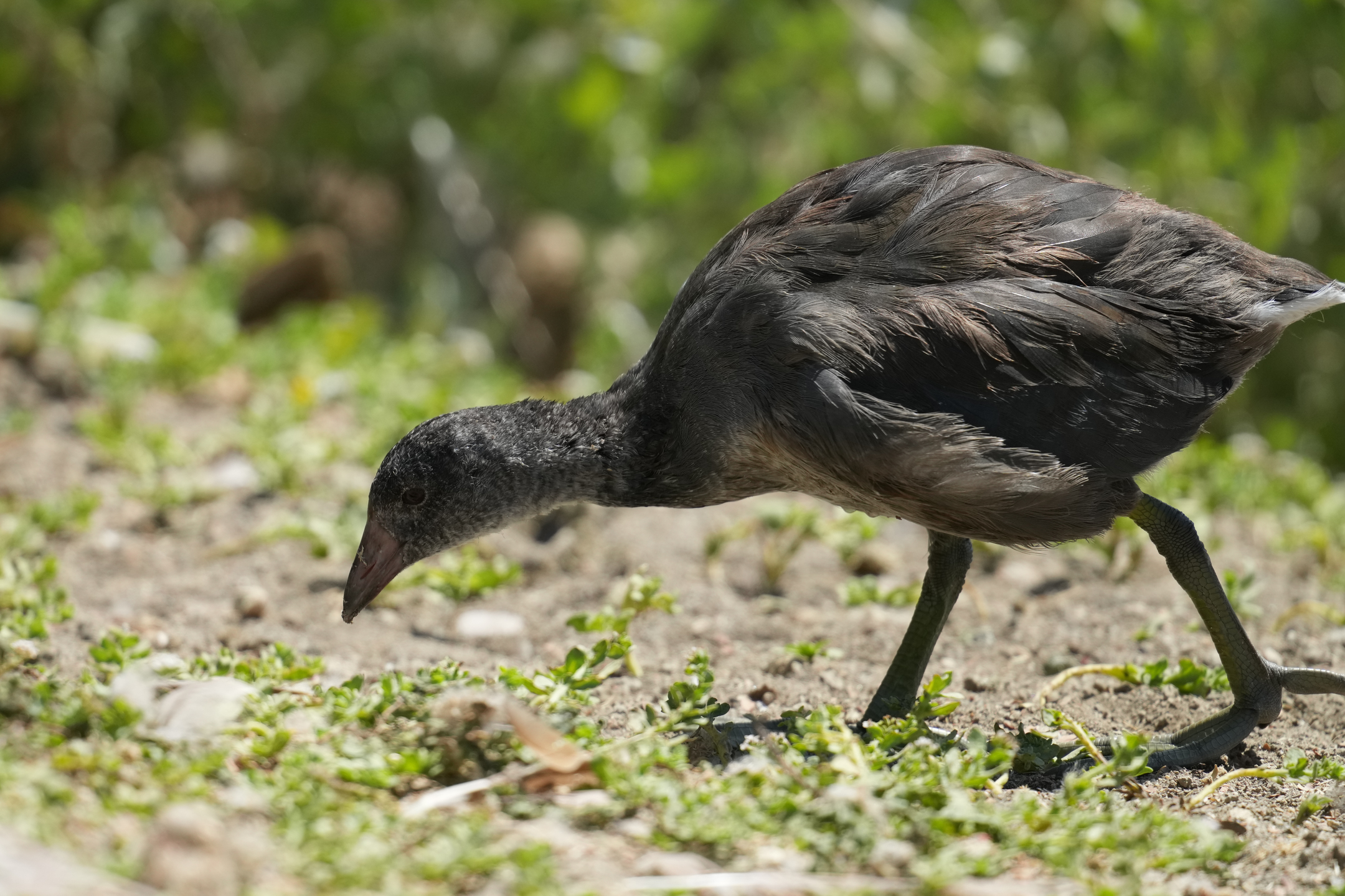 American Coot Juvenile