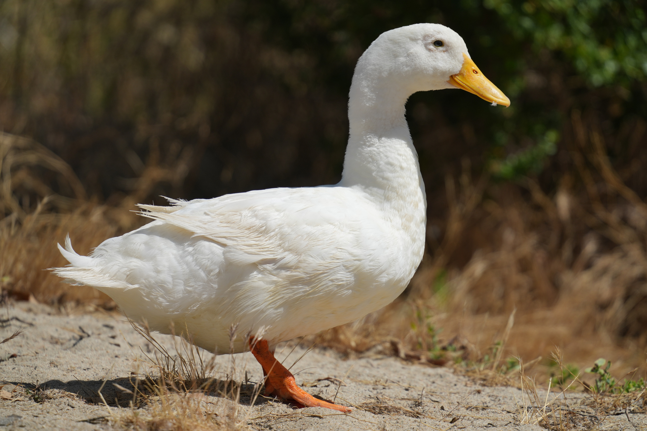 American Pekin Duck
