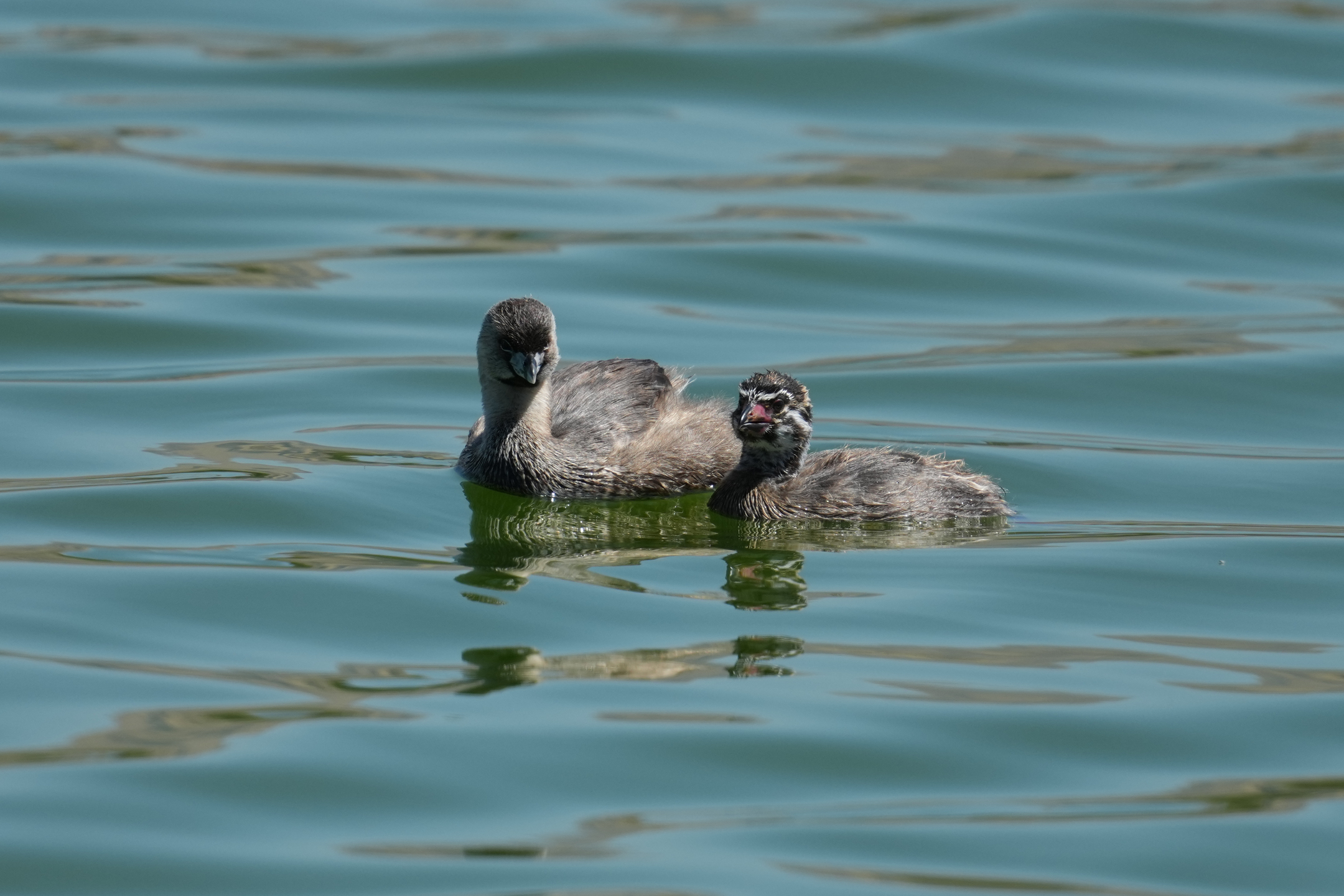 Pied-Billed Grebe