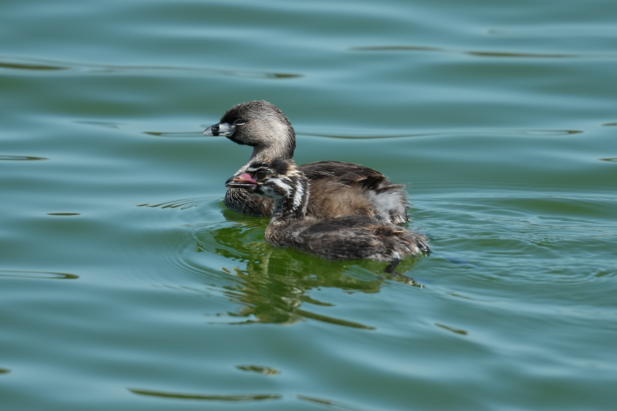 Pied-Billed Grebe