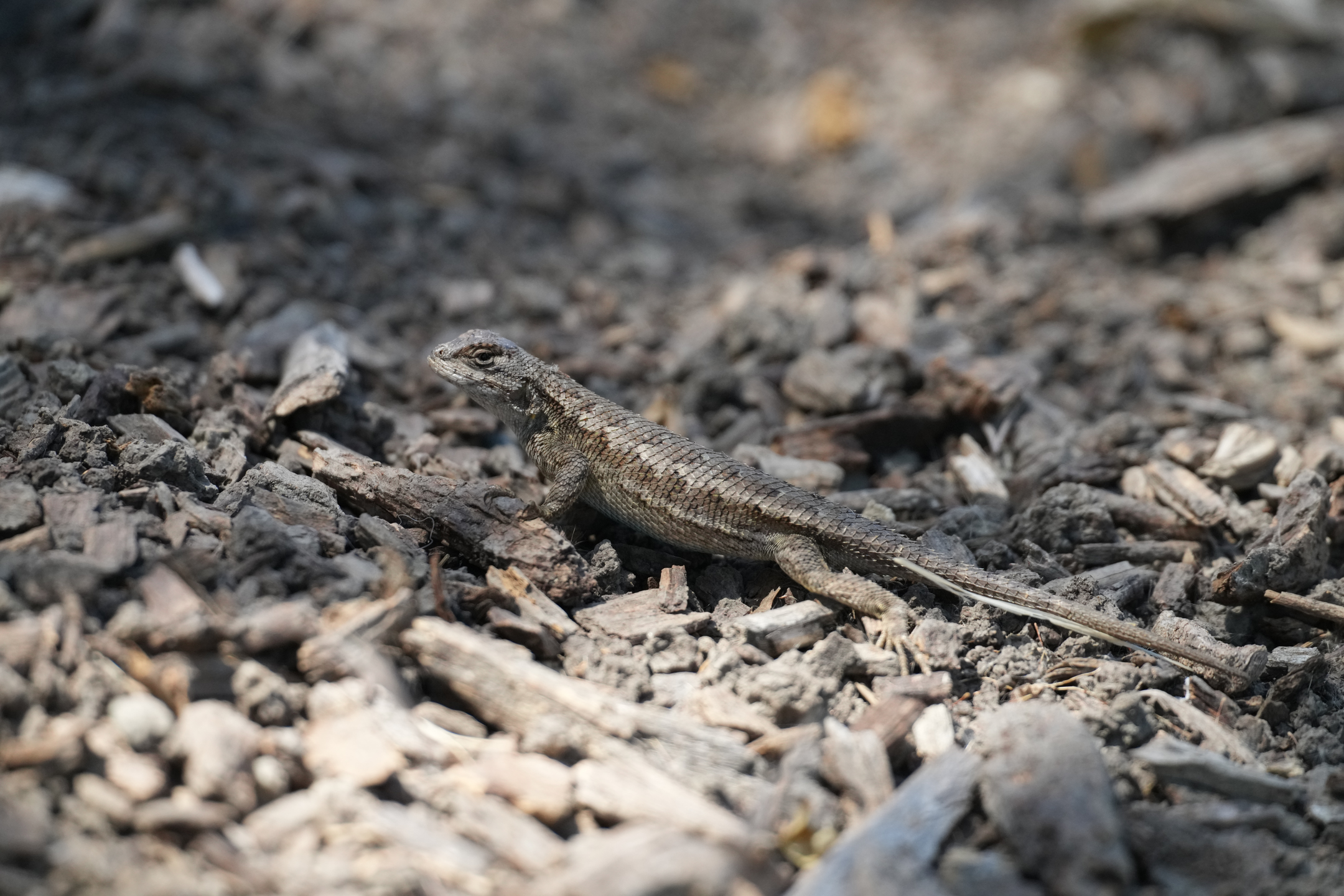Coast Range Fence Lizard