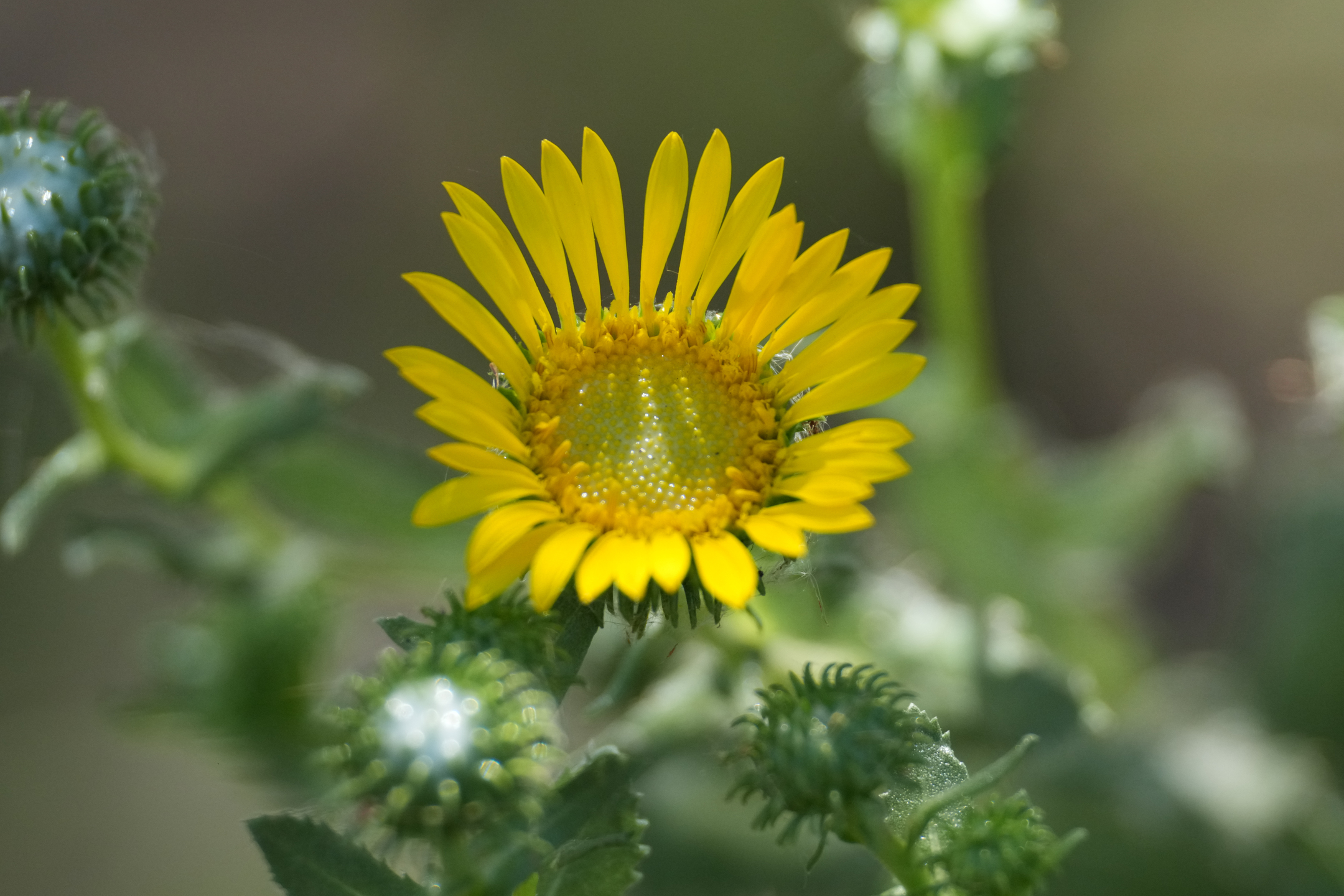 Grindelia Squarrosa