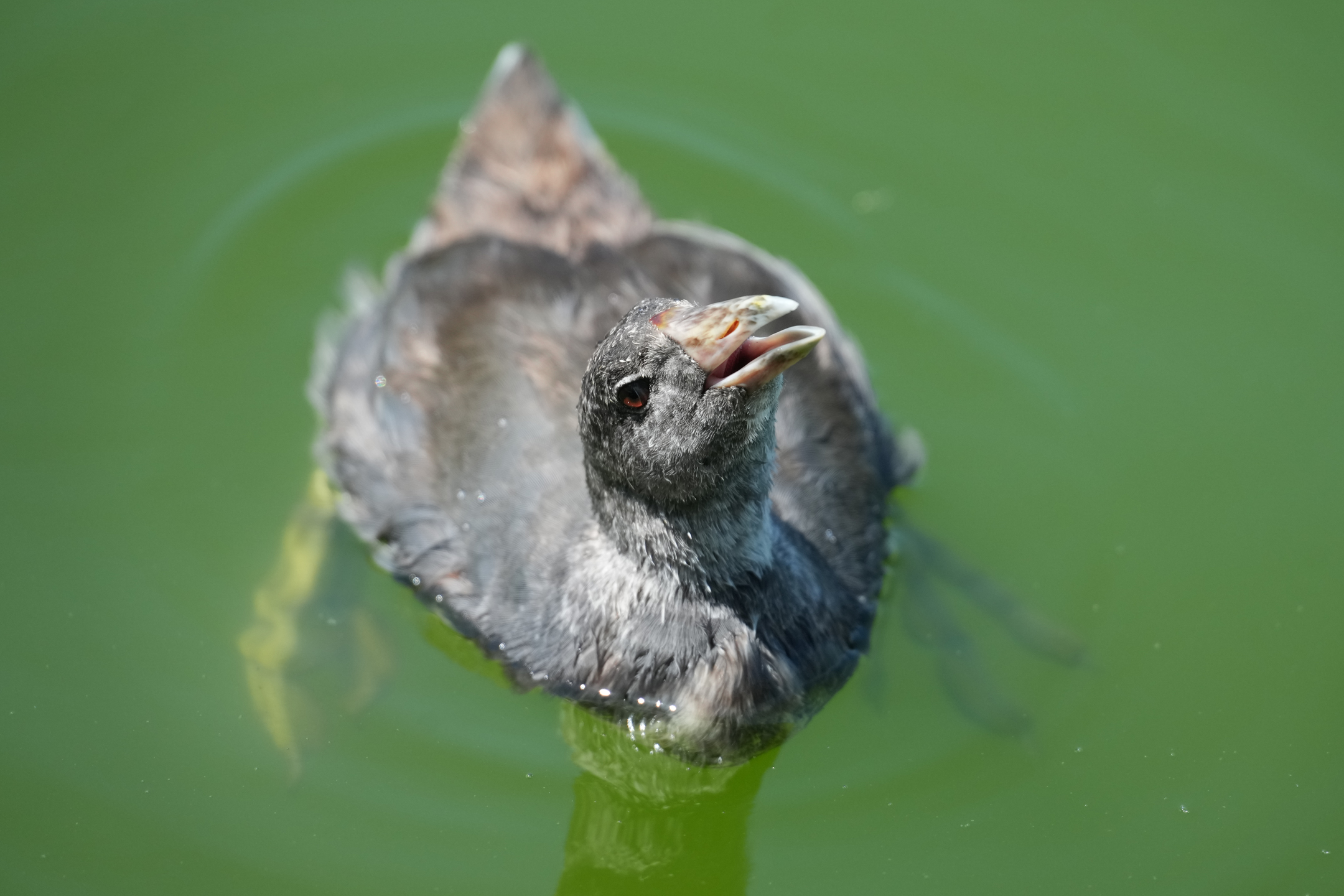 American Coot Juvenile