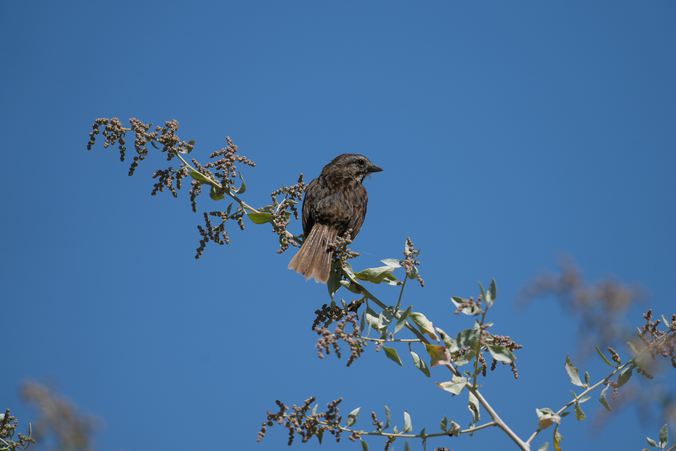 Song Sparrow