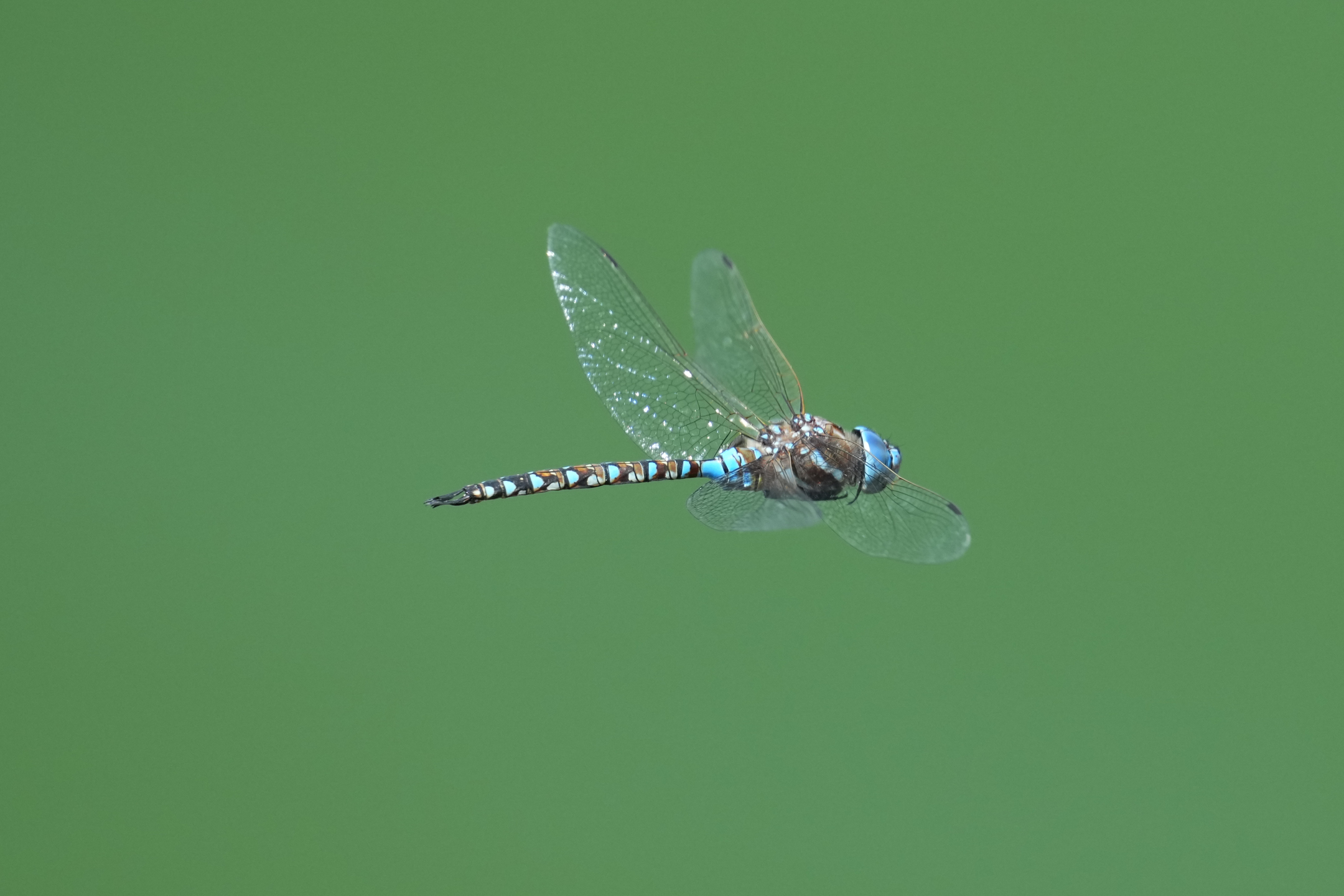 Blue-Eyed Darner