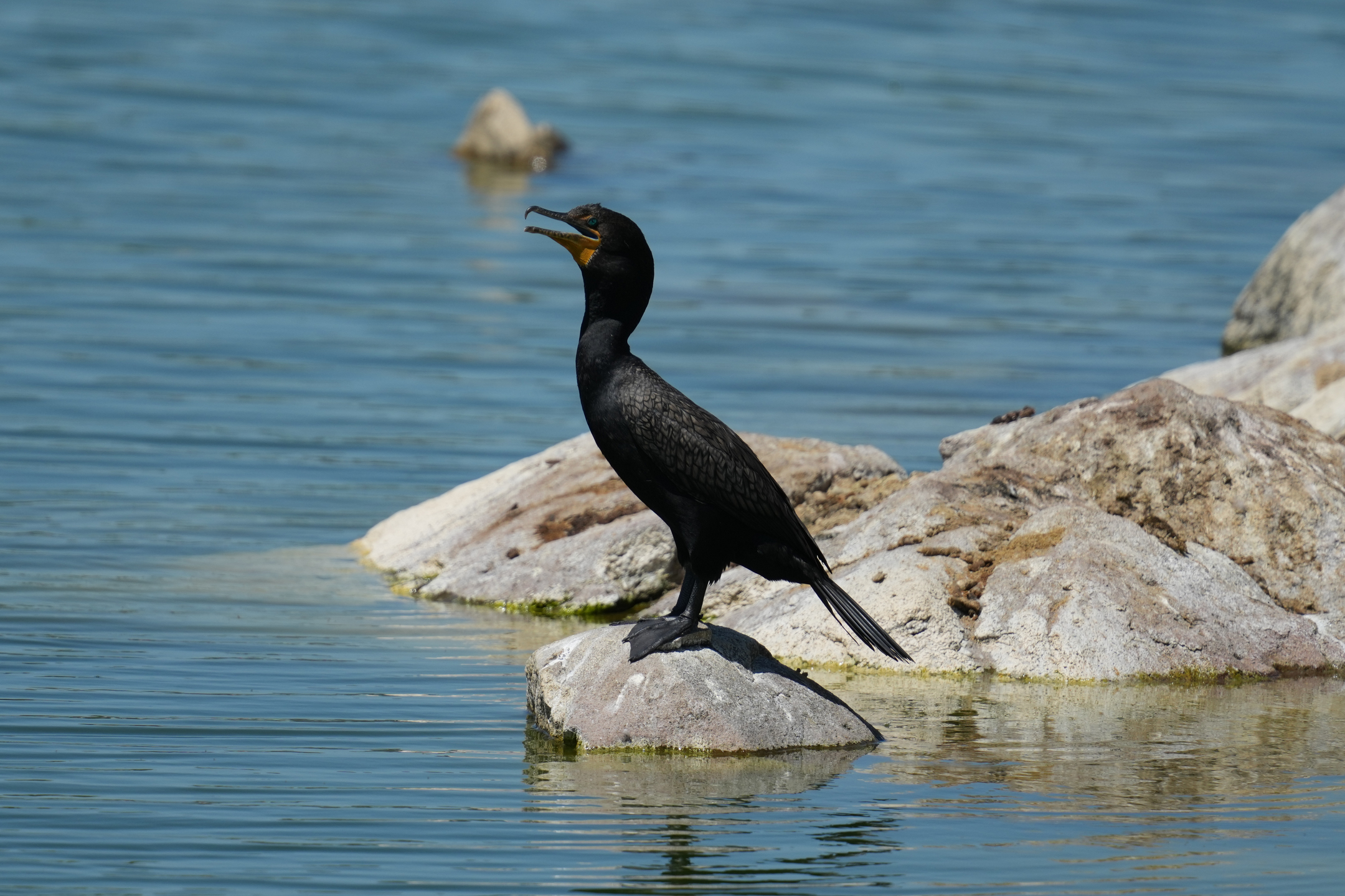 Double-Crested Cormorant