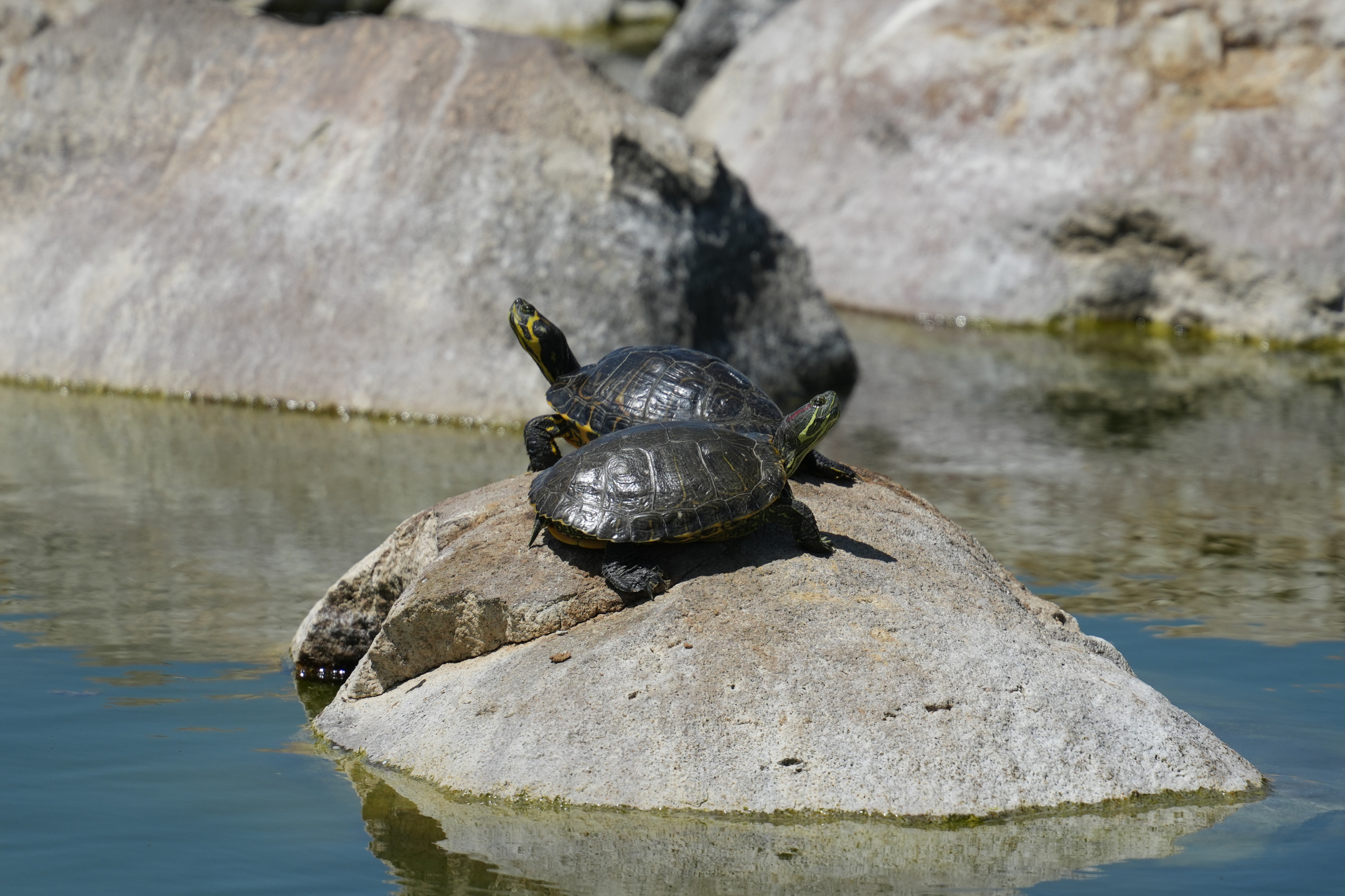 Red-Eared Slider and Yellow-Bellied Slider