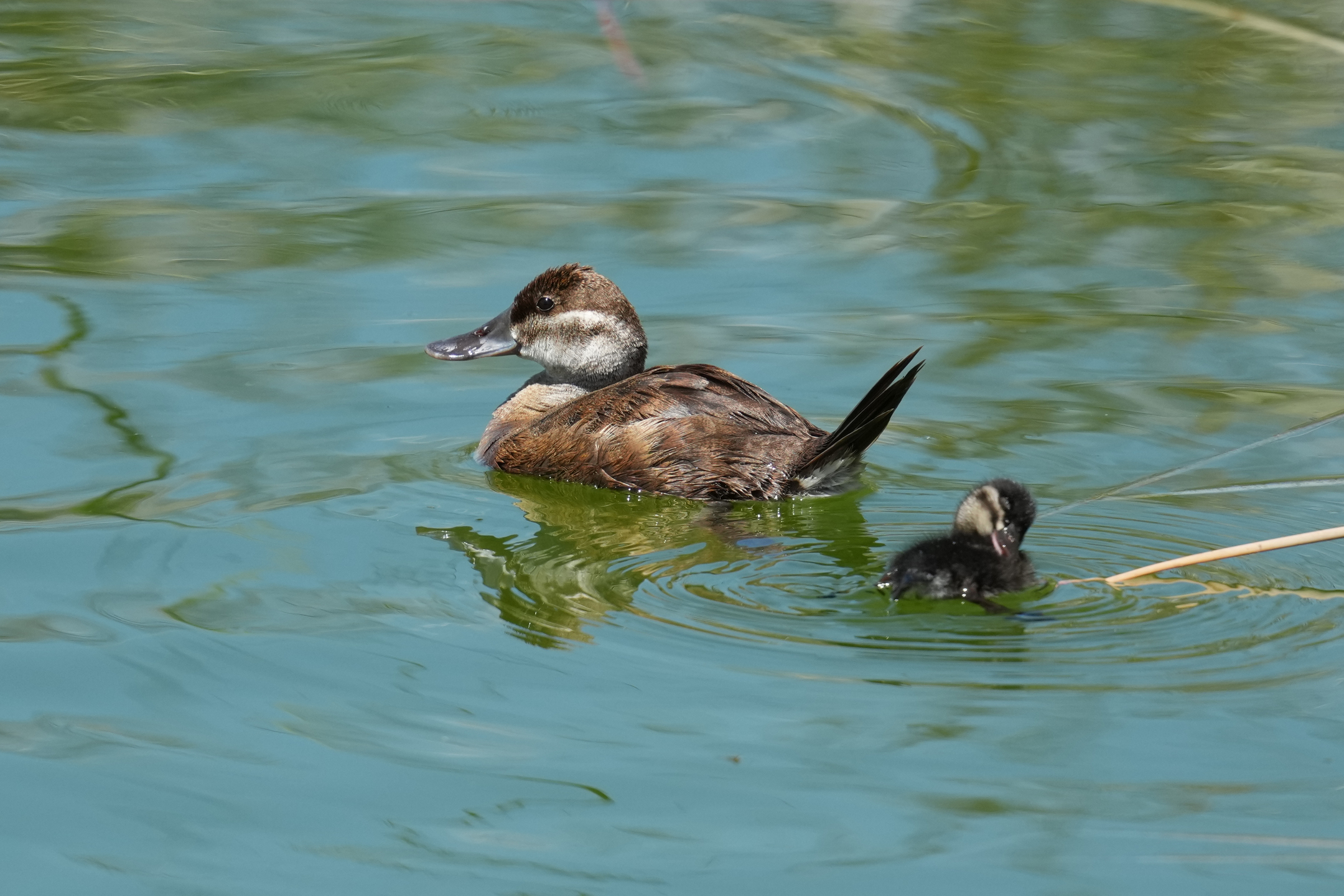 Ruddy Duck and Chick
