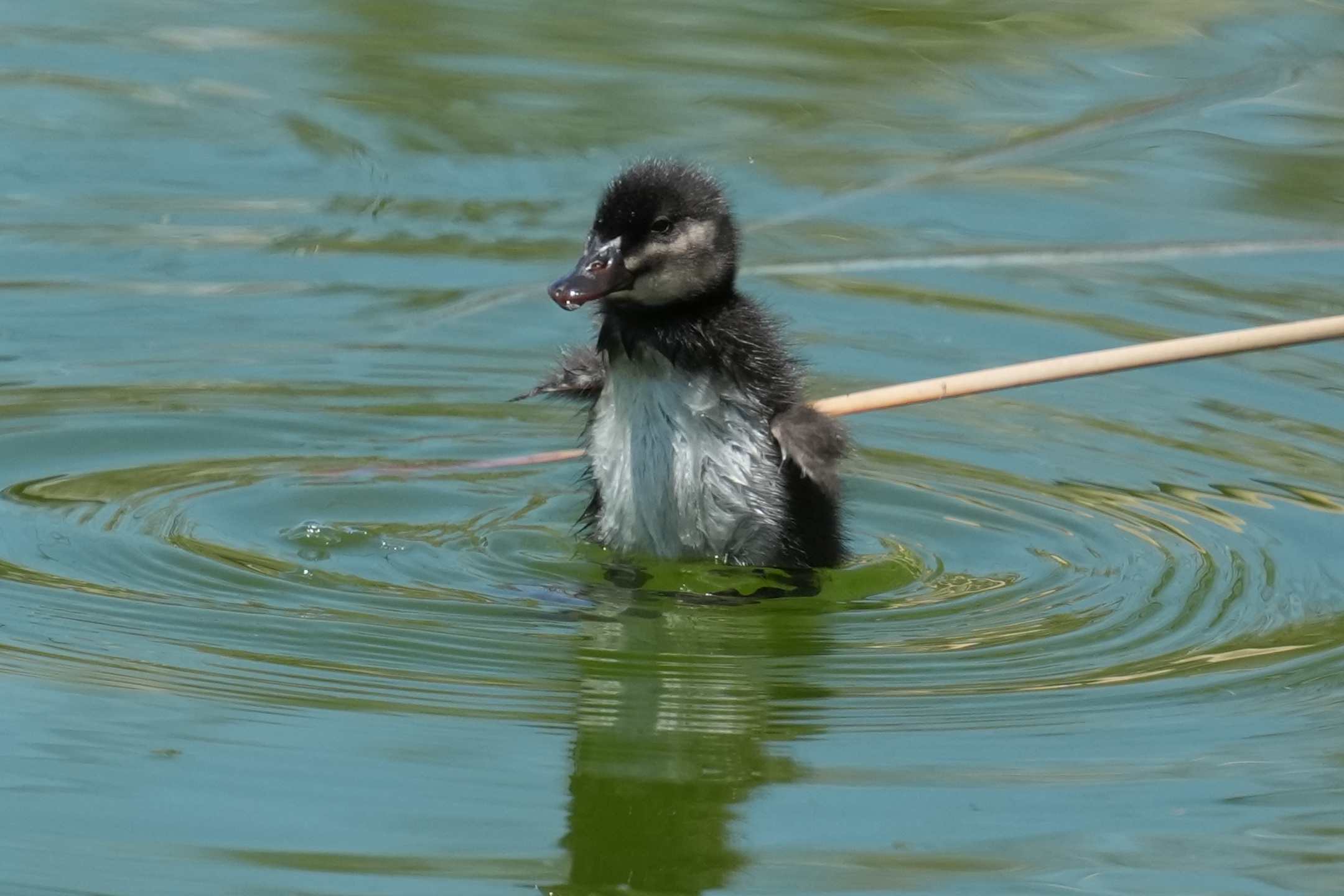 Ruddy Duck Chick