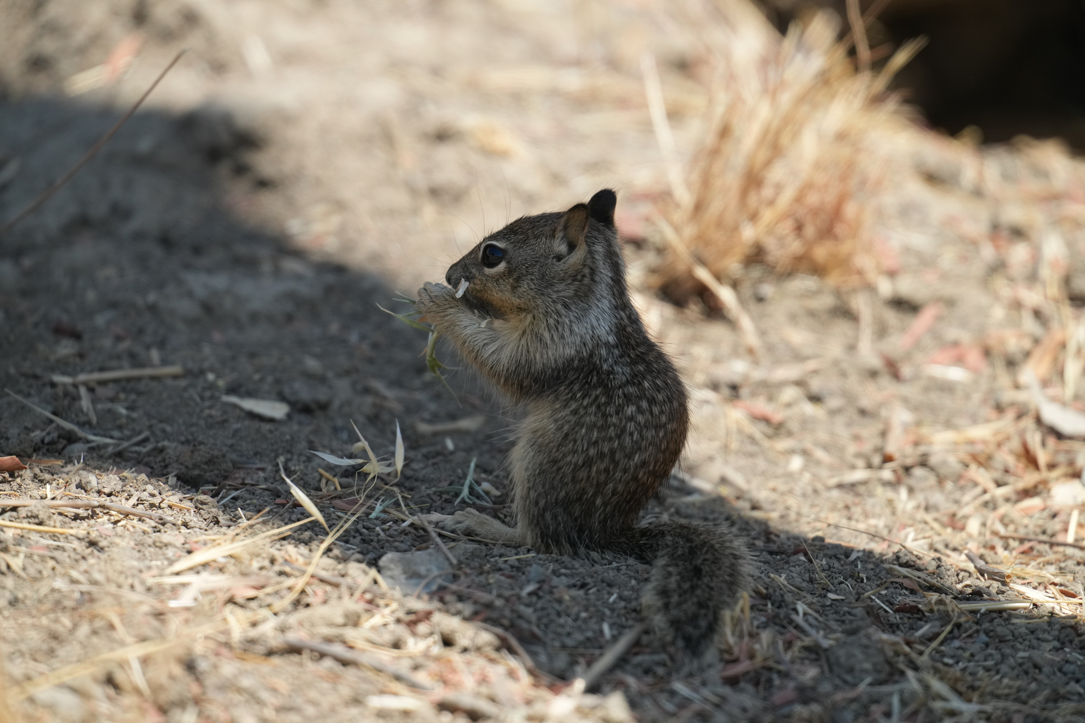 California Ground Squirrel