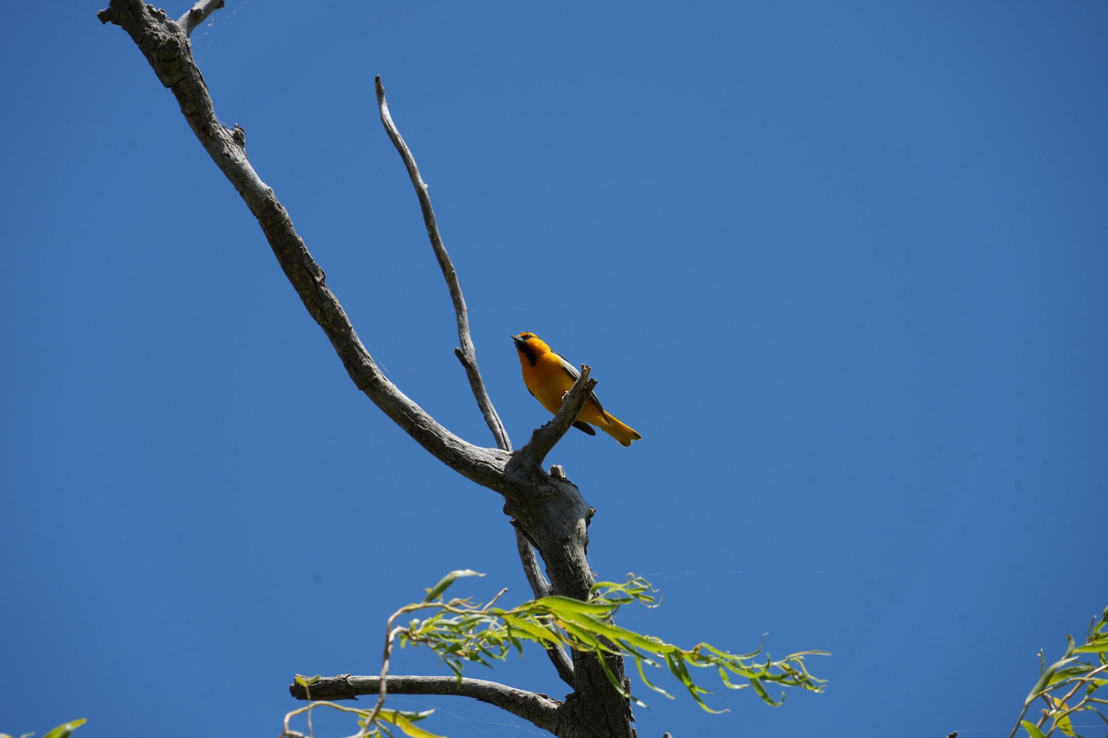 San Luis Reservoir State Recreation Area - Medeiros Campground