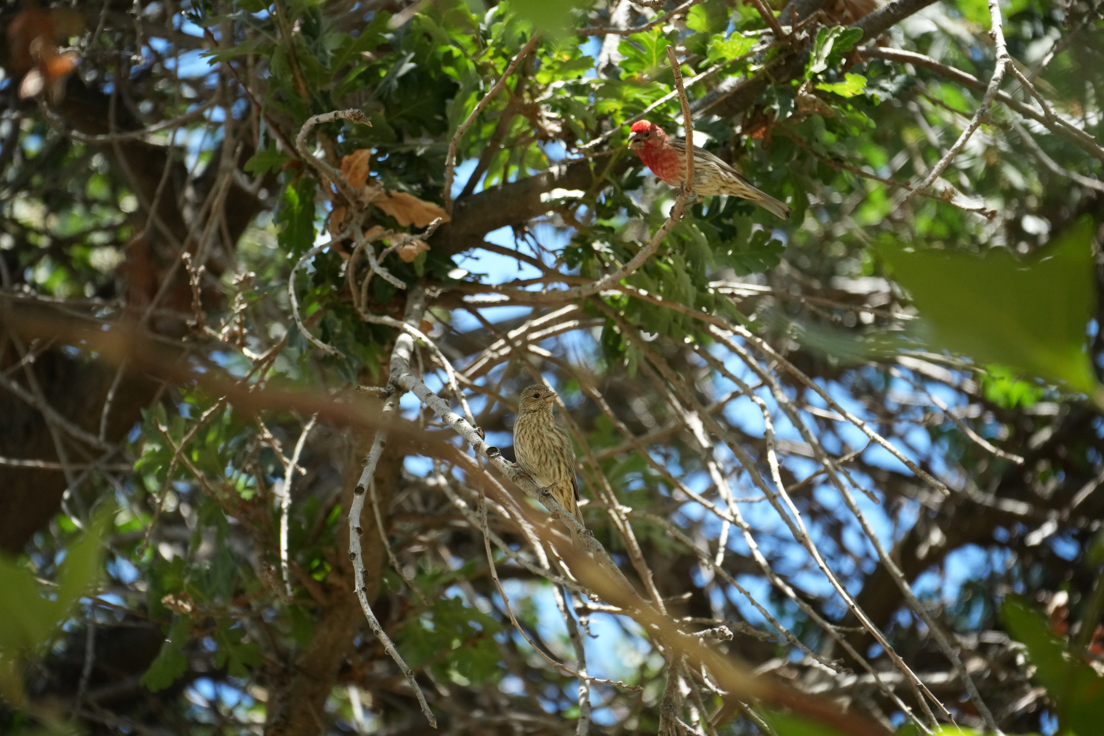 San Luis Reservoir State Recreation Area - Medeiros Campground