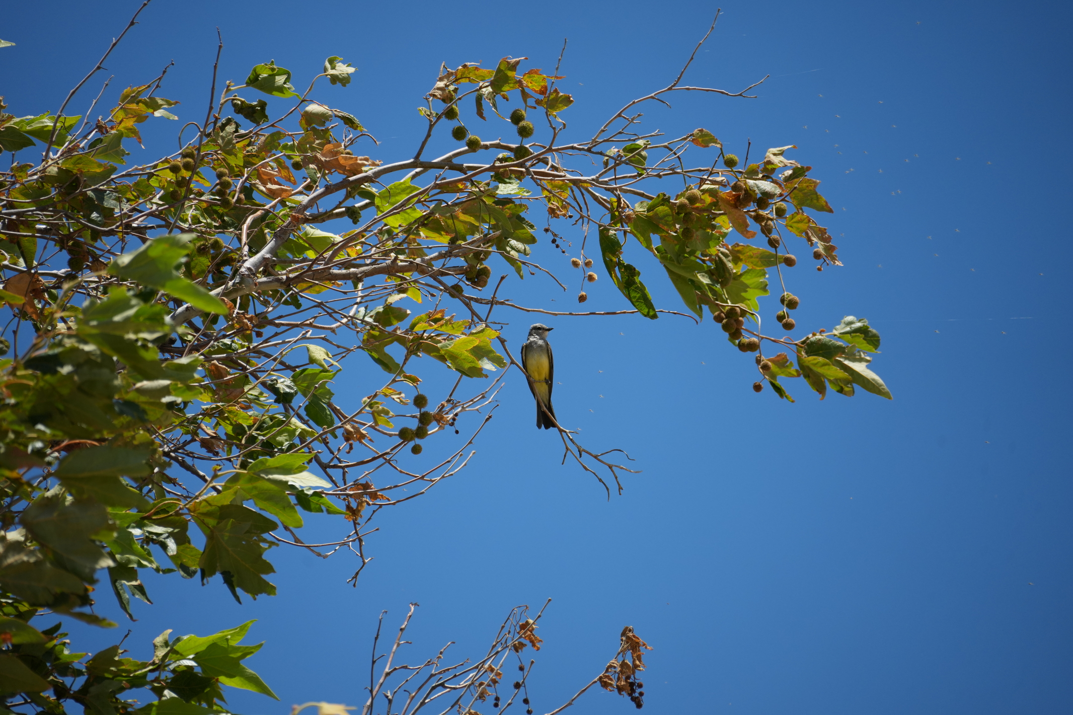 San Luis Reservoir State Recreation Area - Medeiros Campground