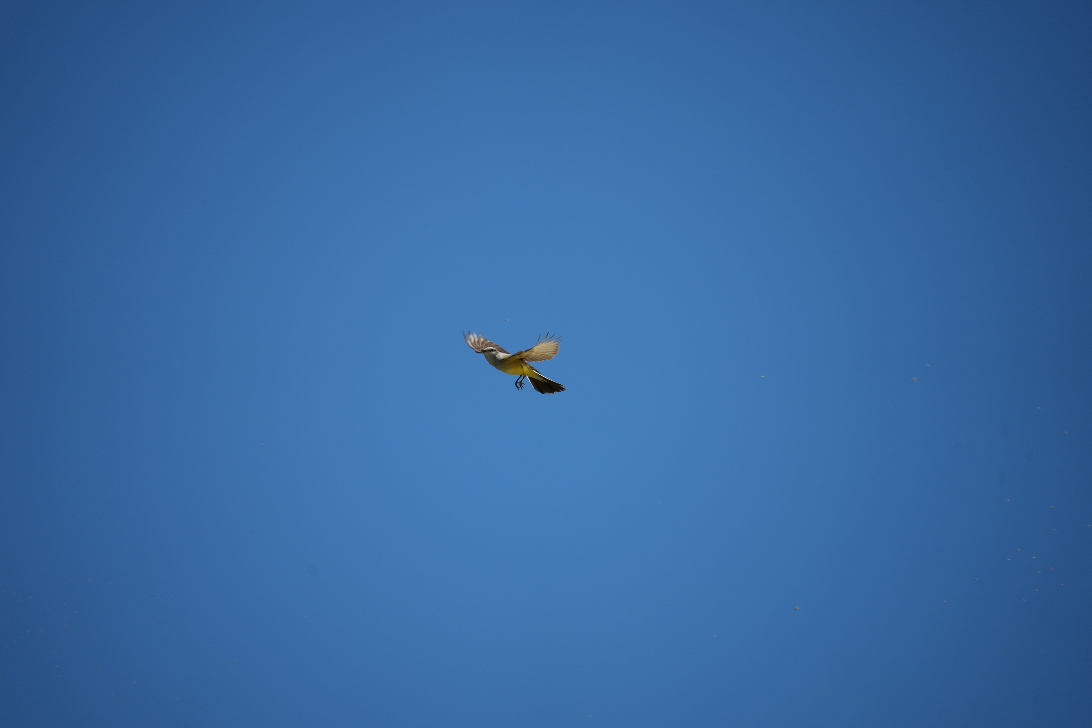 San Luis Reservoir State Recreation Area - Medeiros Campground