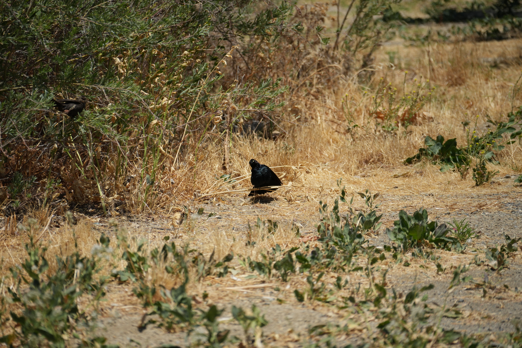 San Luis Reservoir State Recreation Area - Medeiros Campground