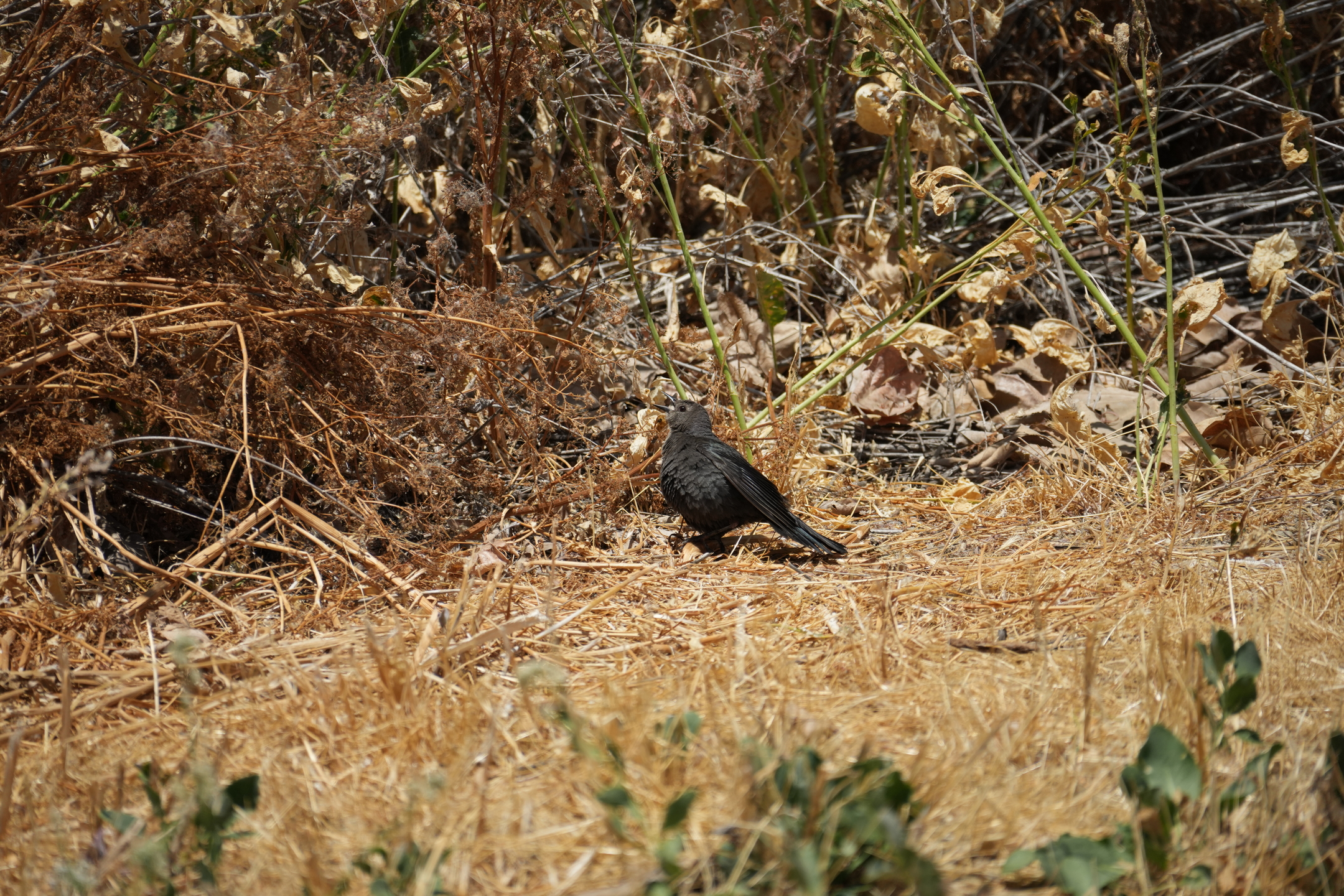 San Luis Reservoir State Recreation Area - Medeiros Campground