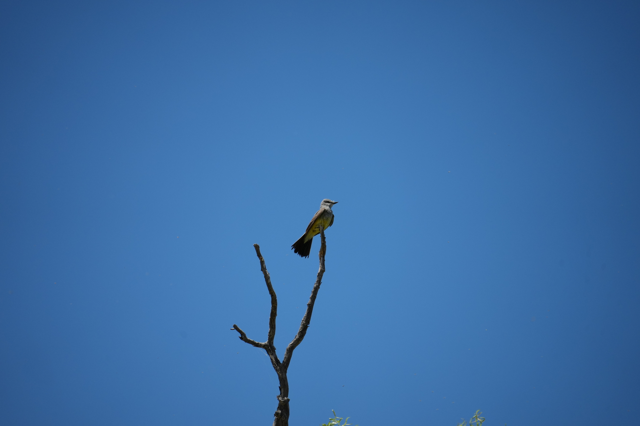 San Luis Reservoir State Recreation Area - Medeiros Campground