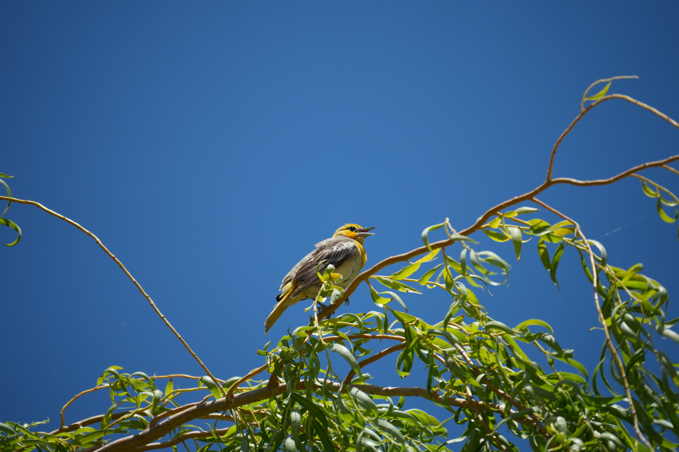 San Luis Reservoir State Recreation Area - Medeiros Campground