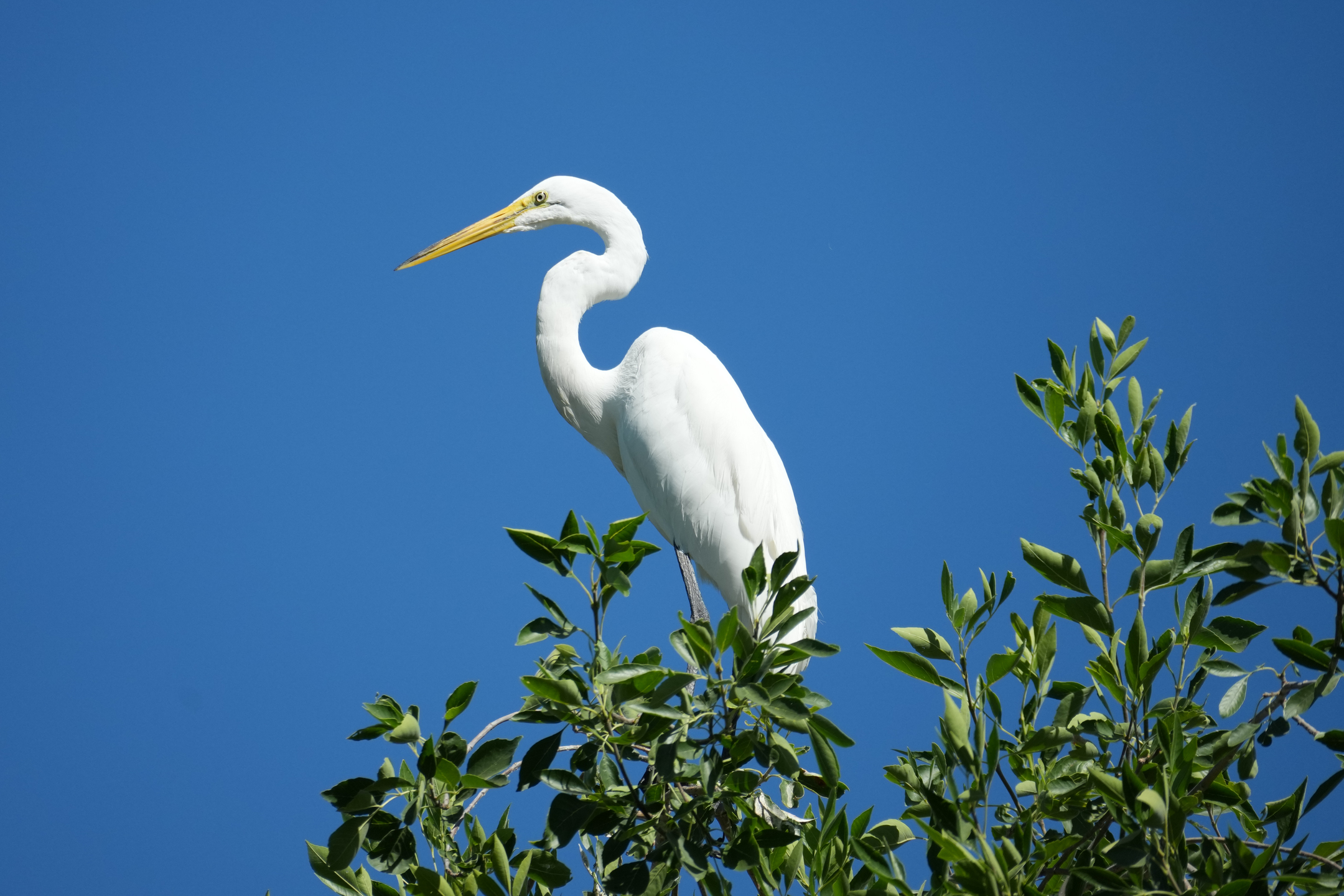 Great Egret