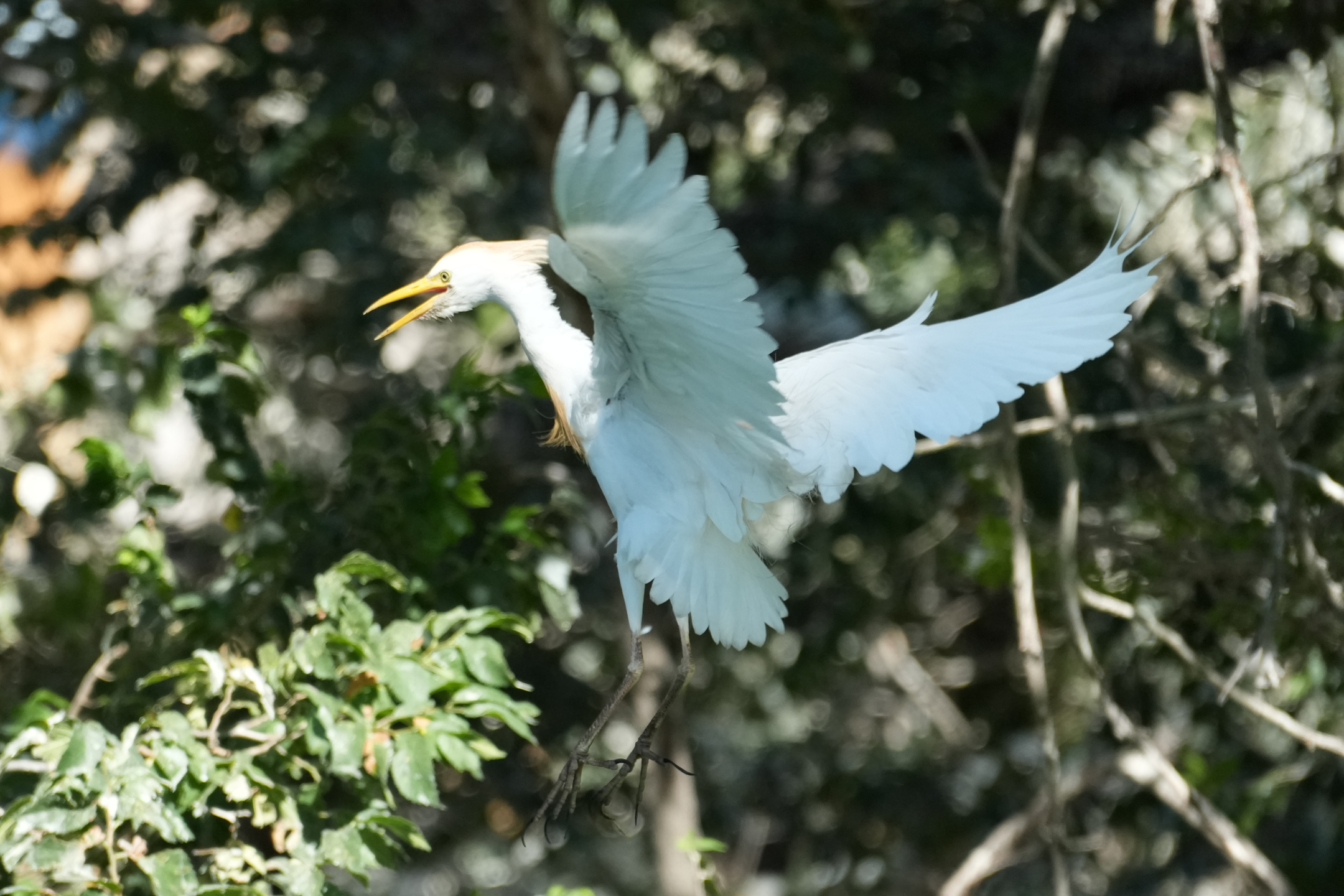 Cattle Egret