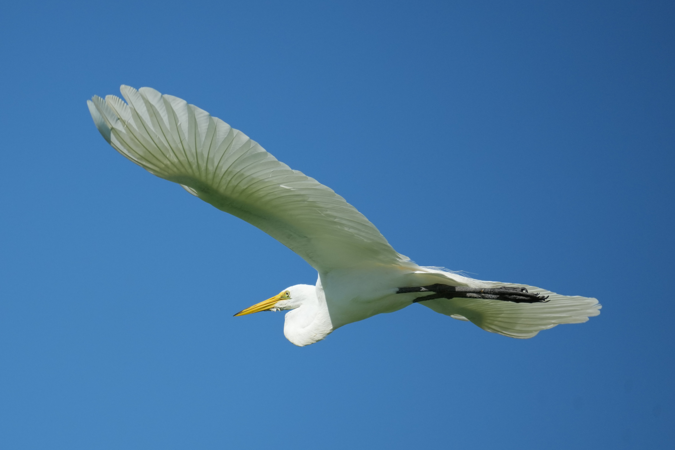 Great Egret