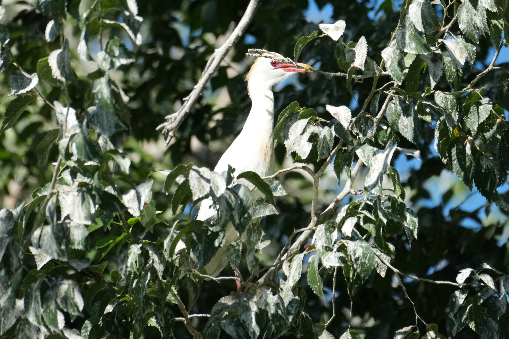Cattle Egret
