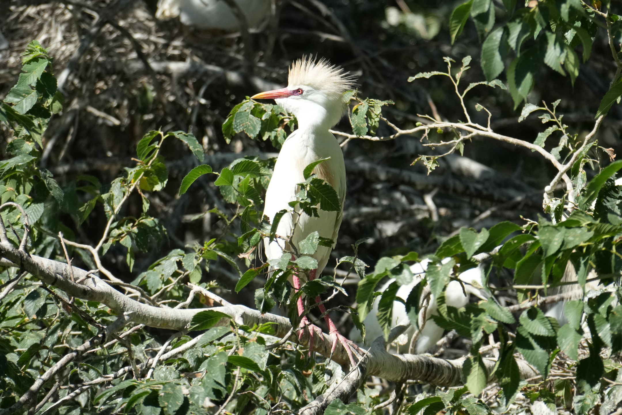 Cattle Egret
