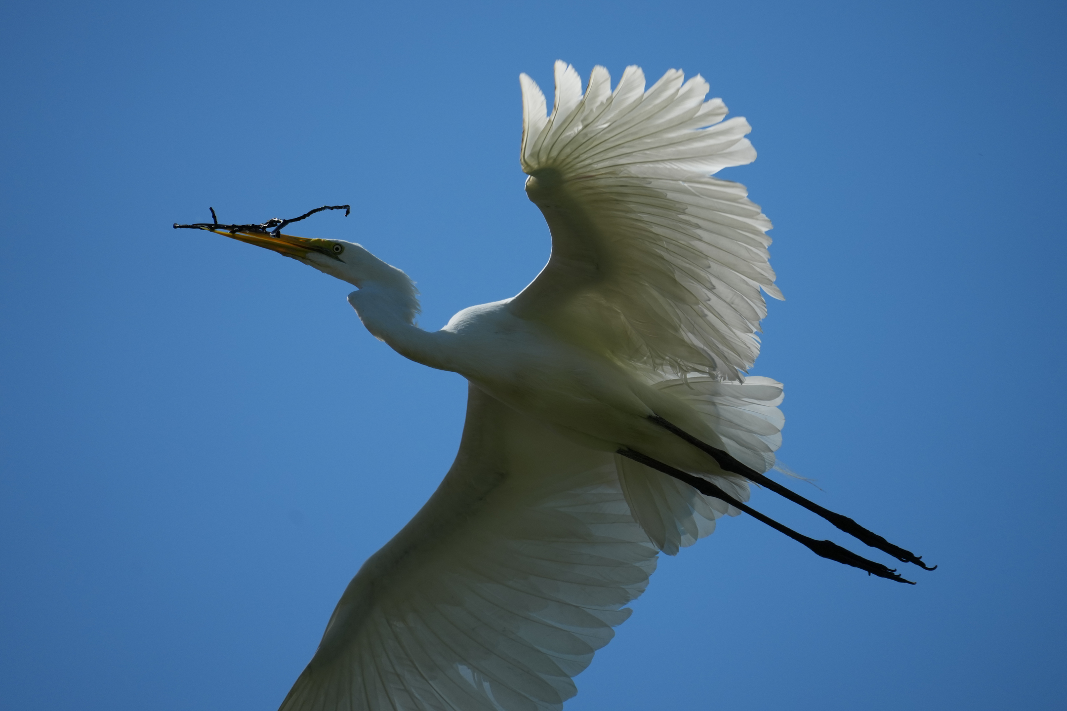 Great Egret