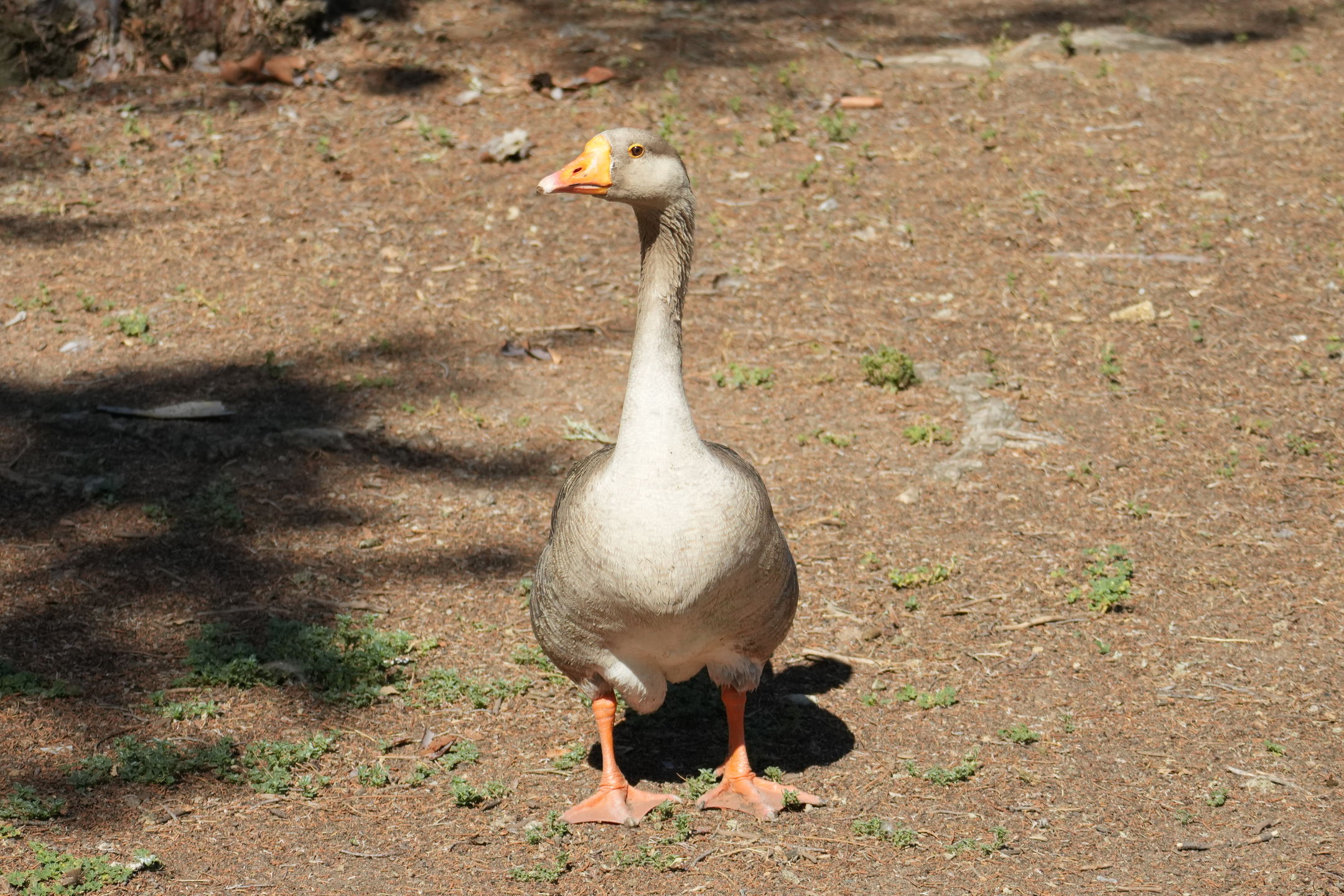 Domestic Goose