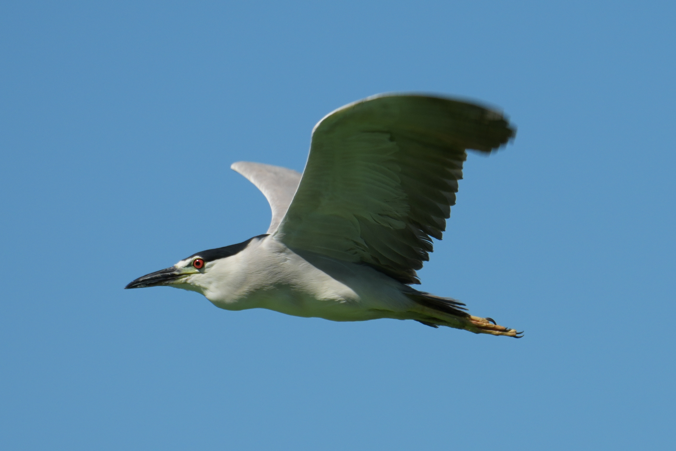 Black-Crowned Night-Heron