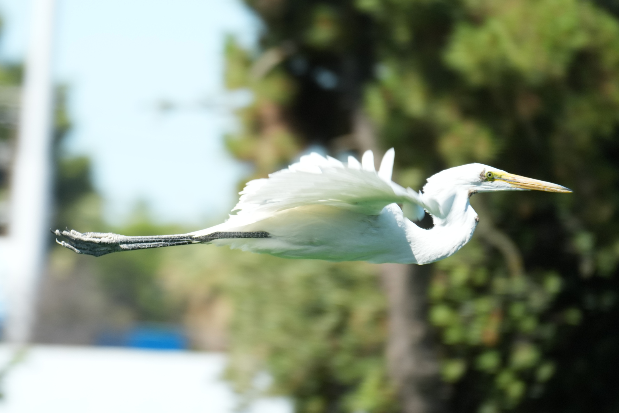 Great Egret