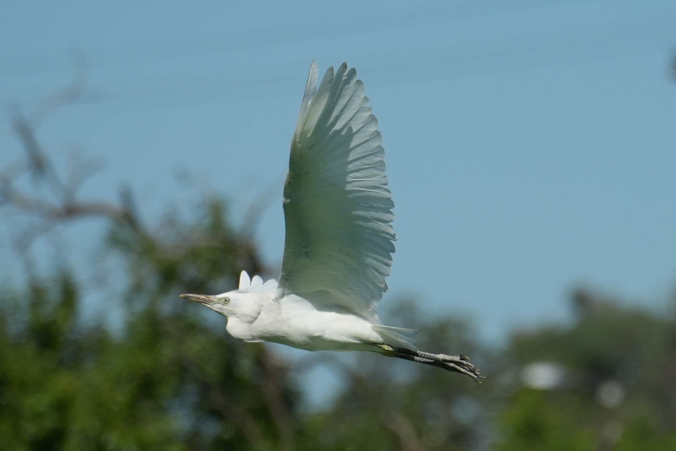 Great Egret