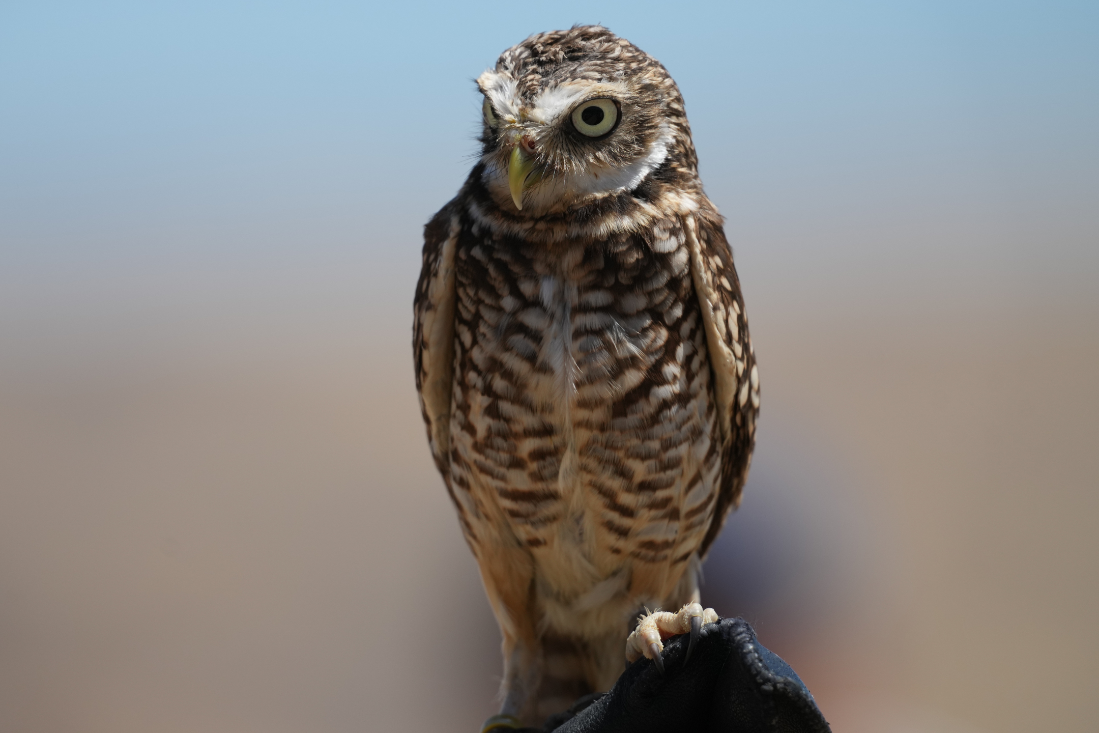 Burrowing Owl