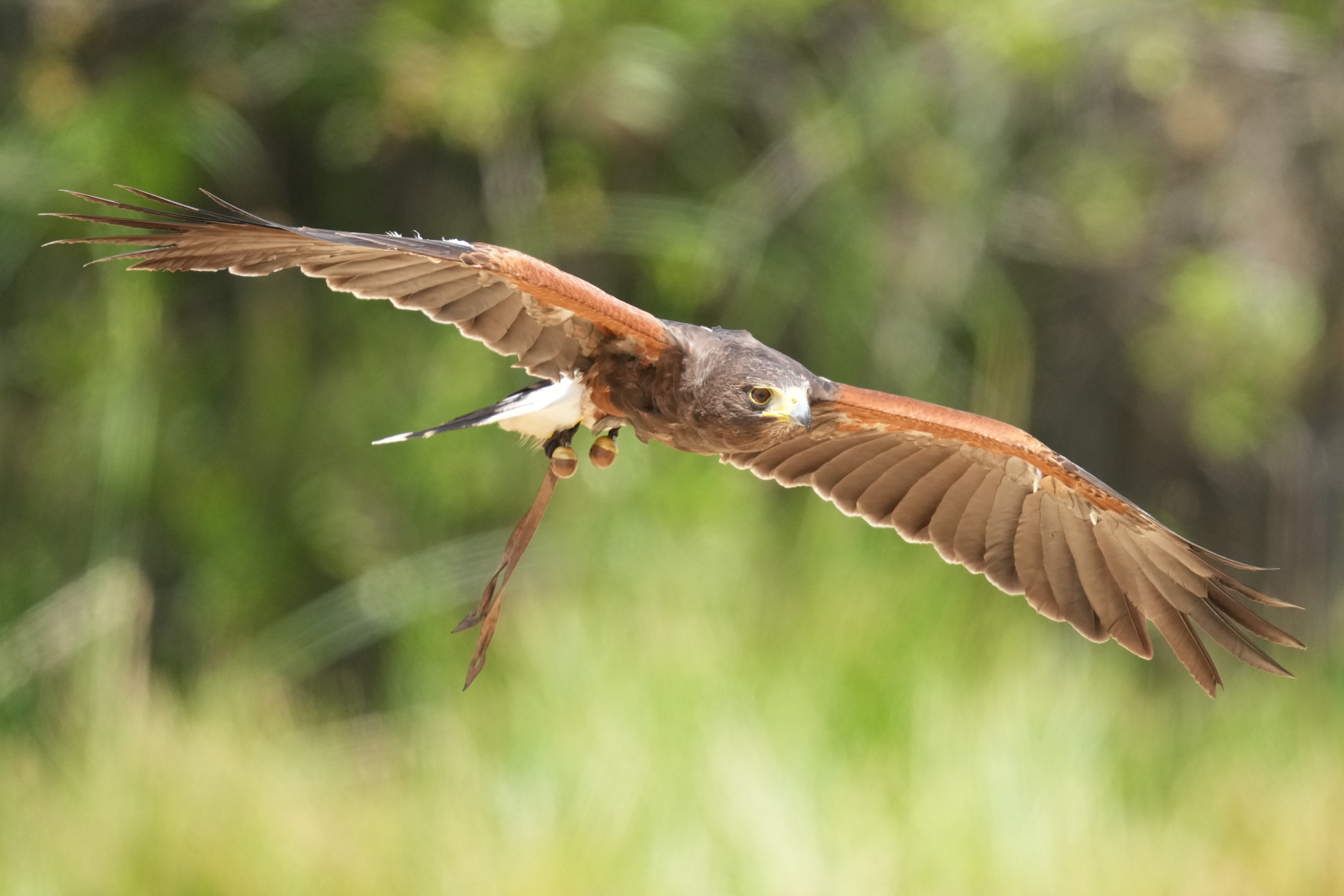 Harris’s Hawk