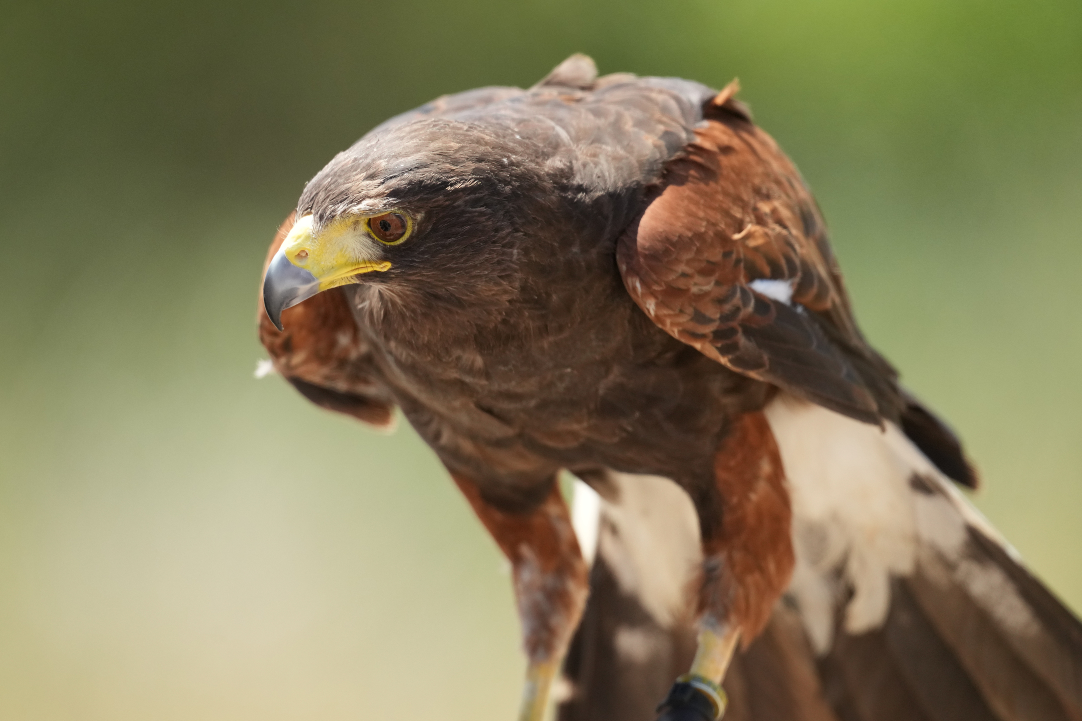 Harris’s Hawk