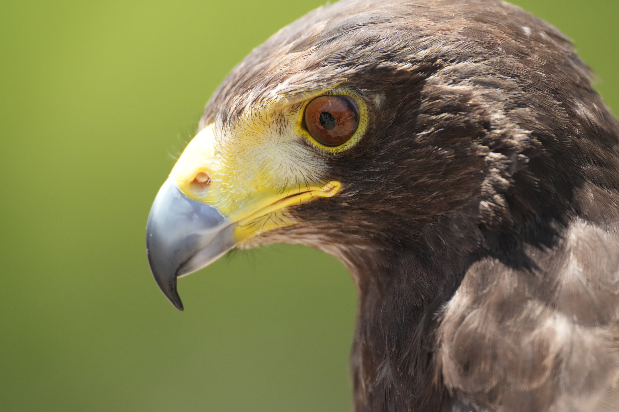 Harris’s Hawk
